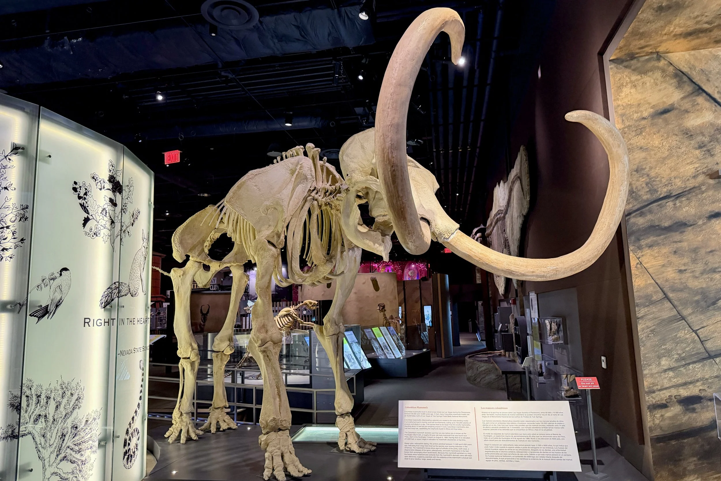Columbian mammoth