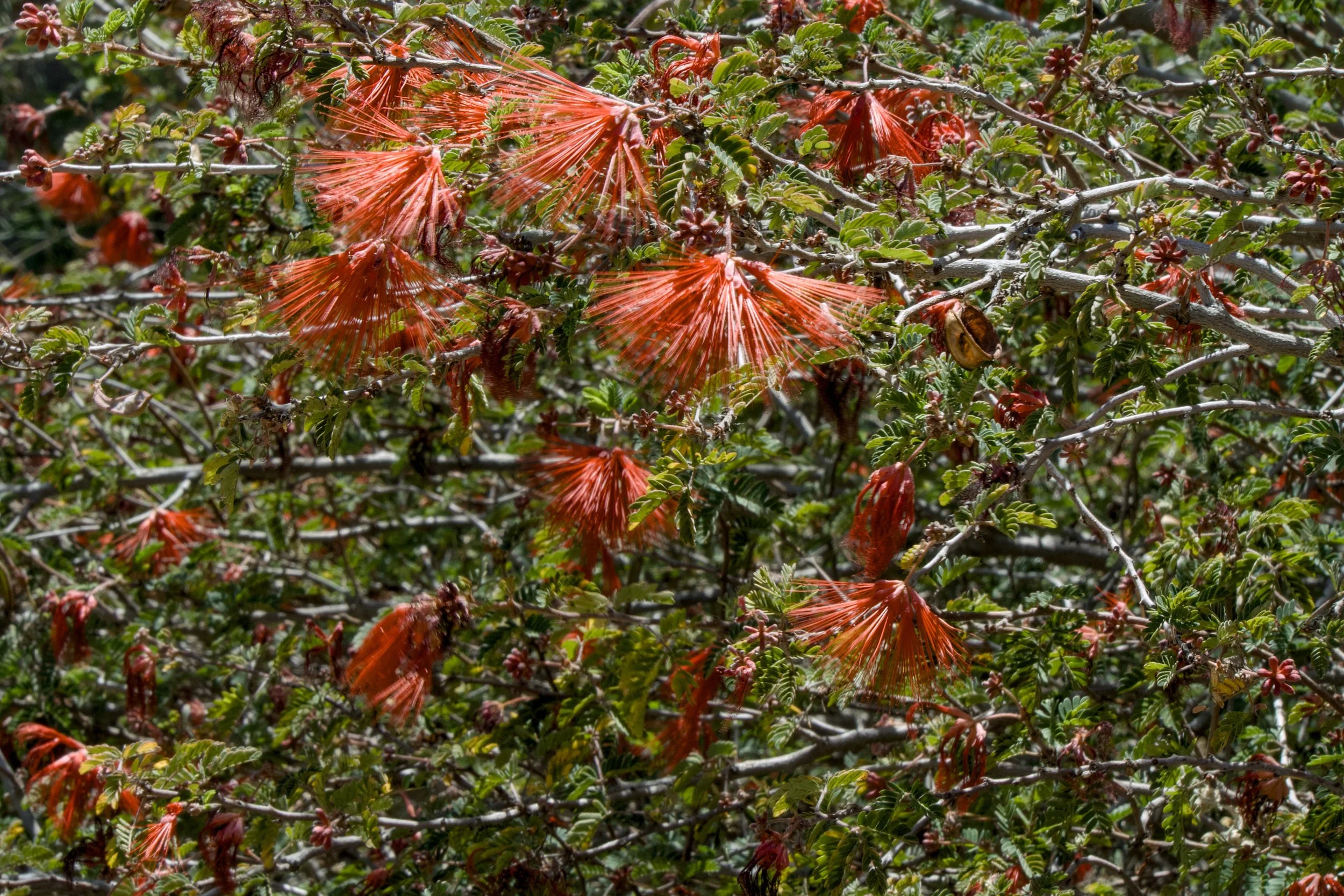 Bottlebrush