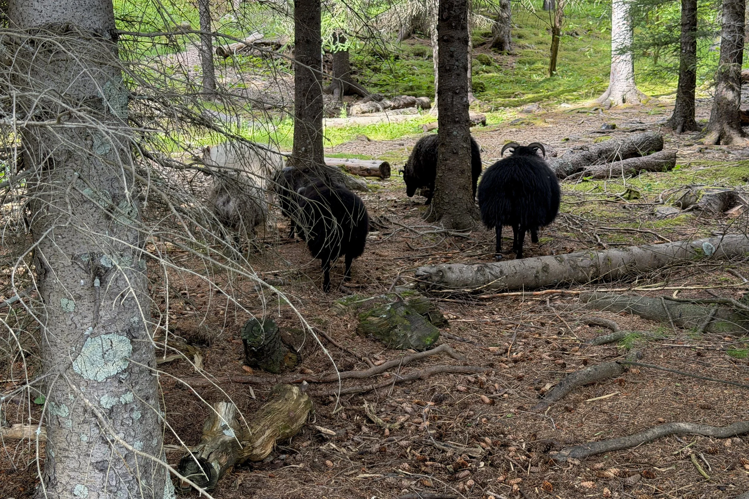 Sheep