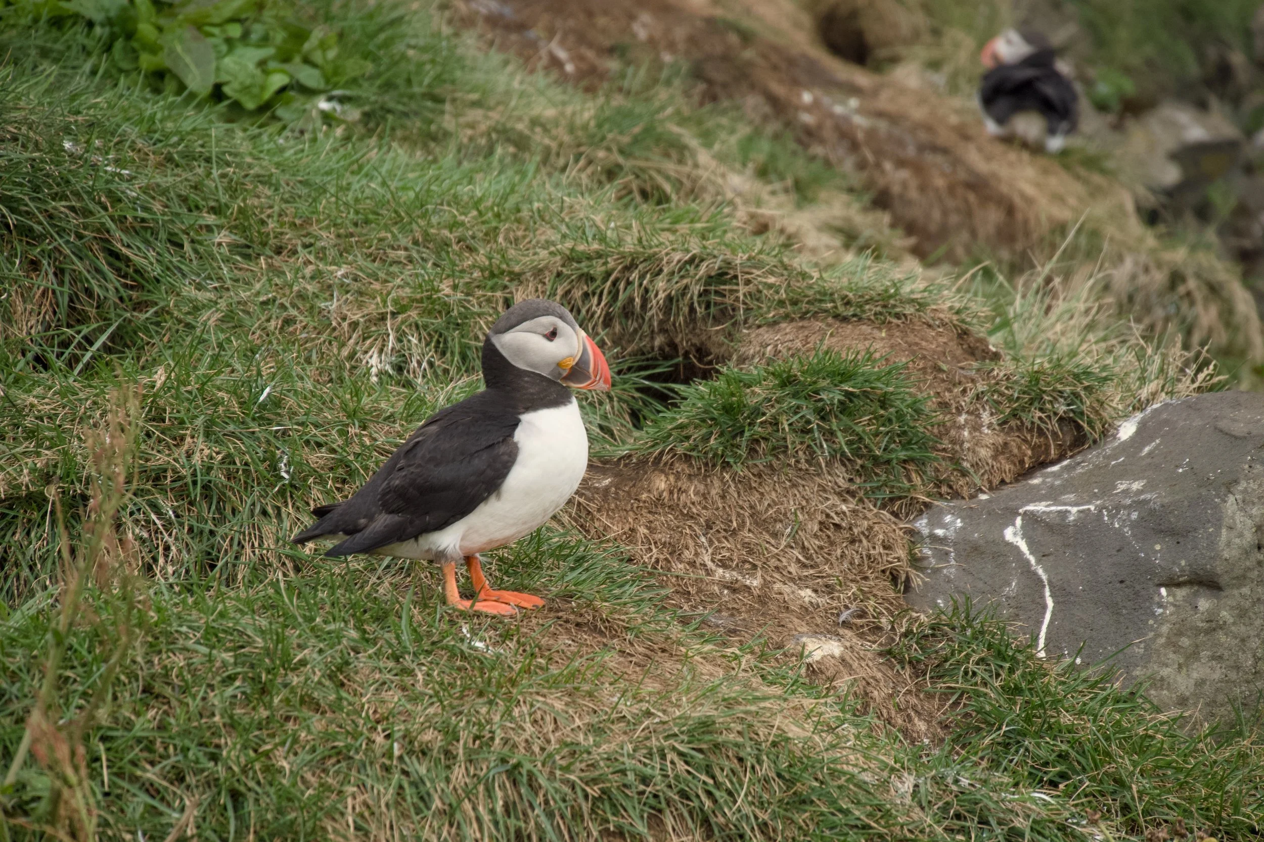 Puffin