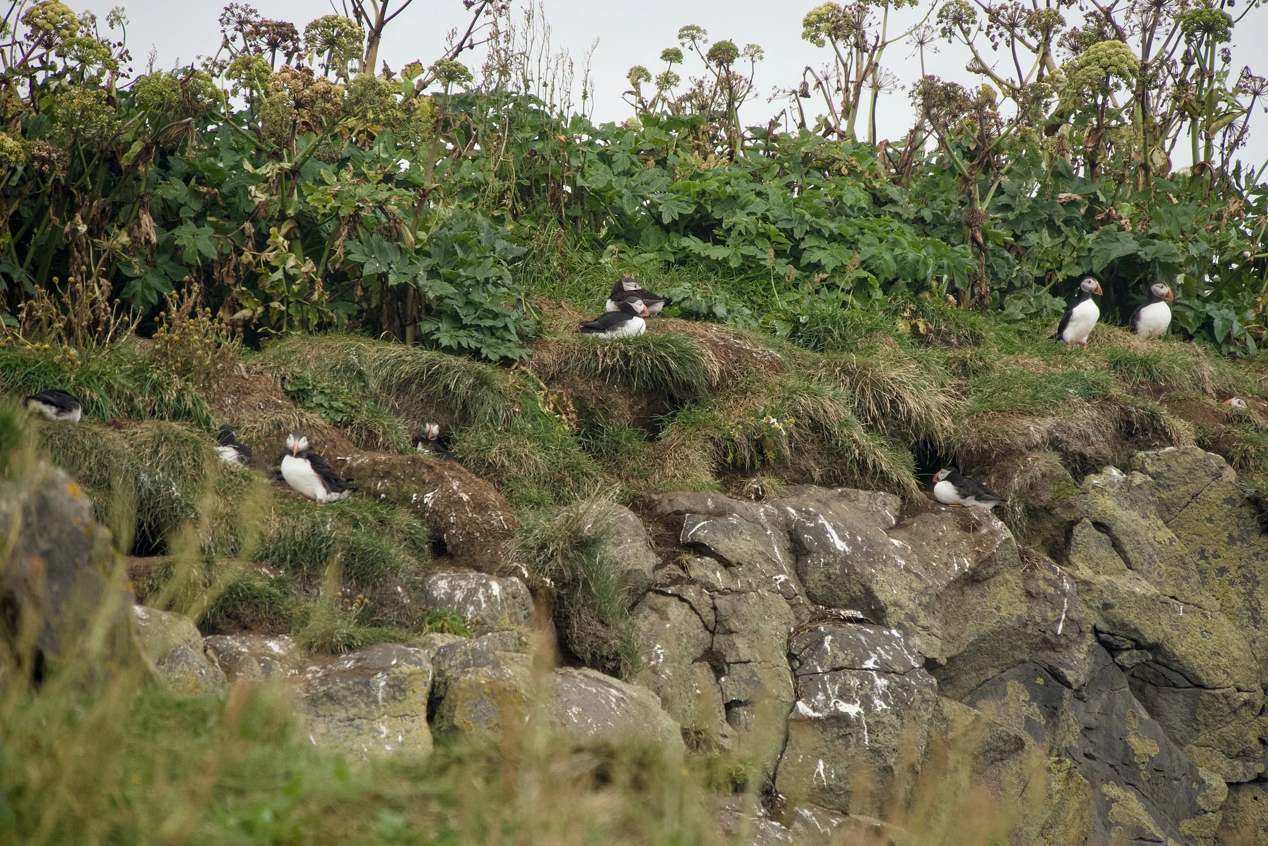 Puffins