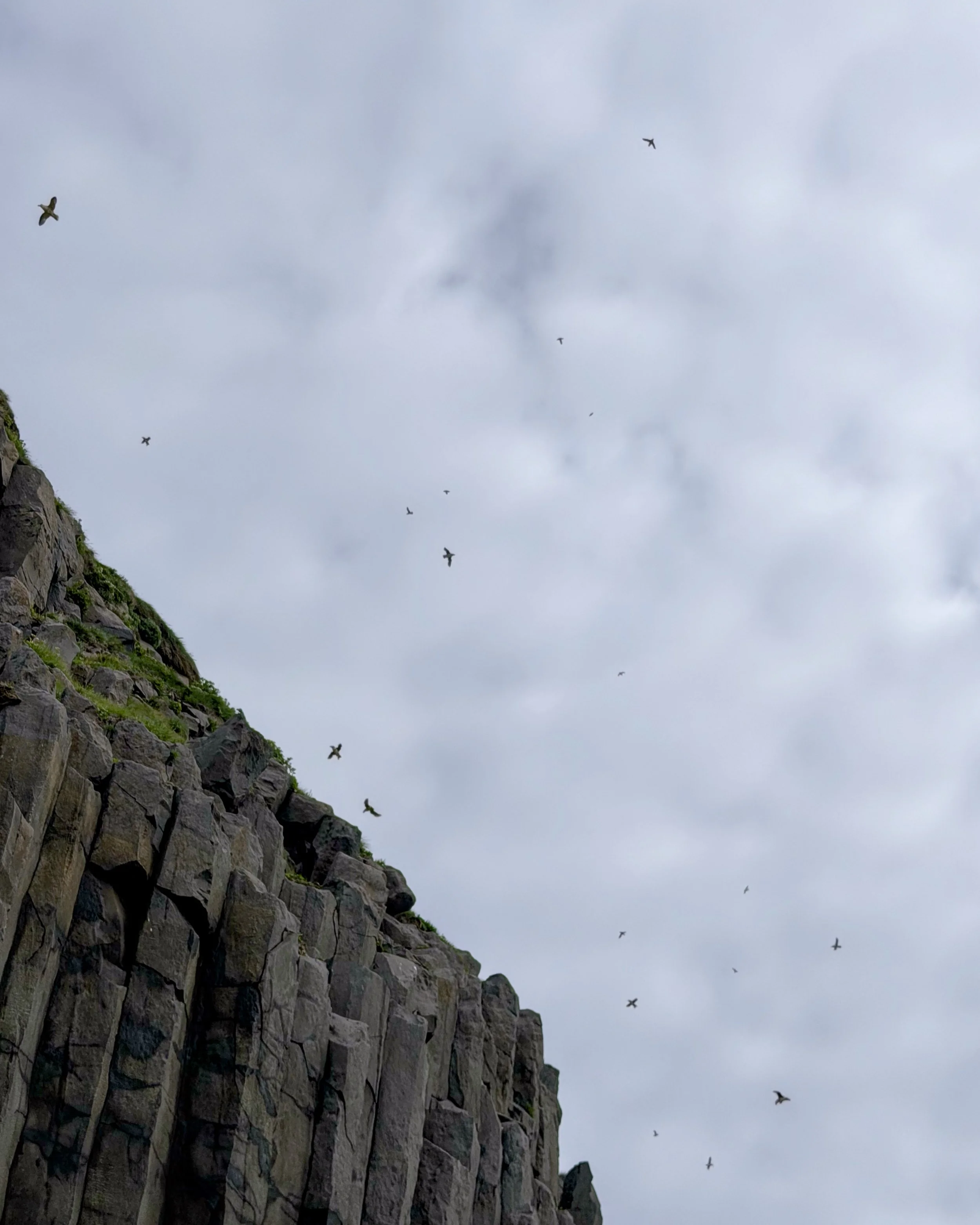 Puffins