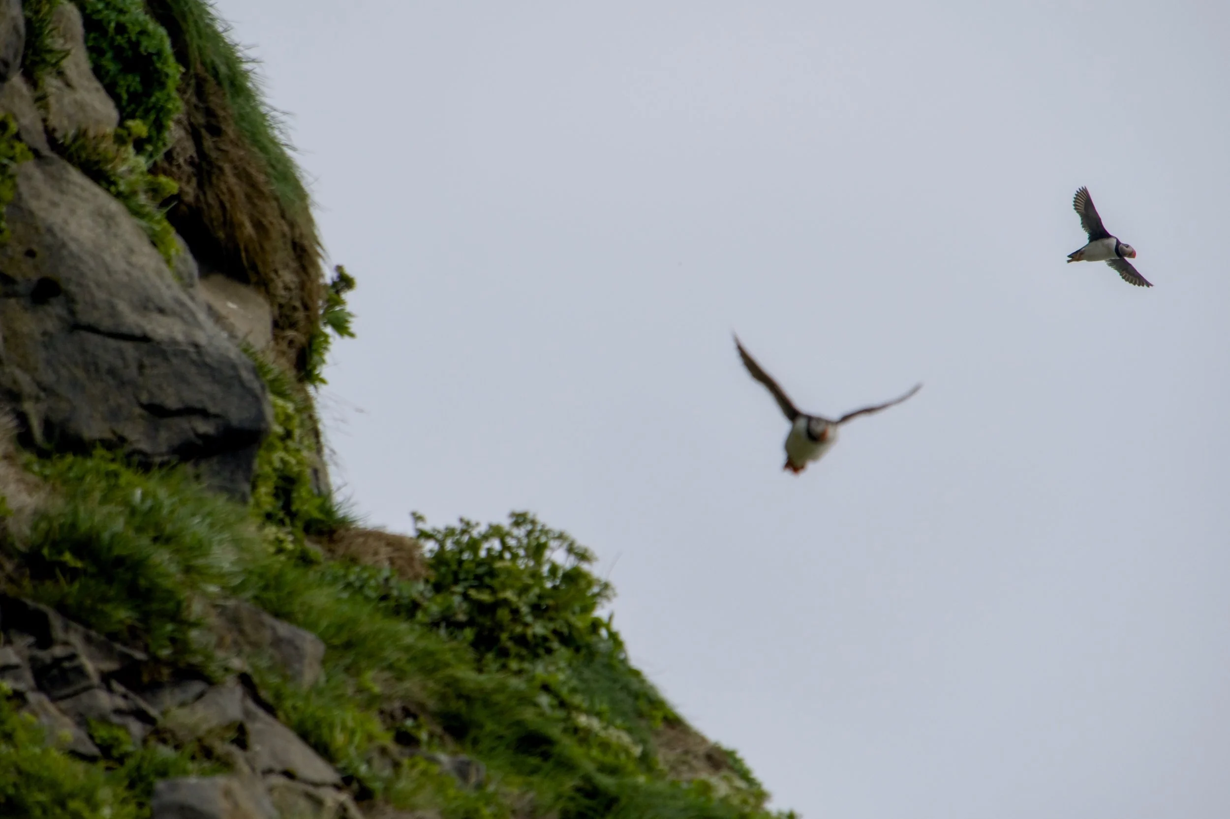 Puffins