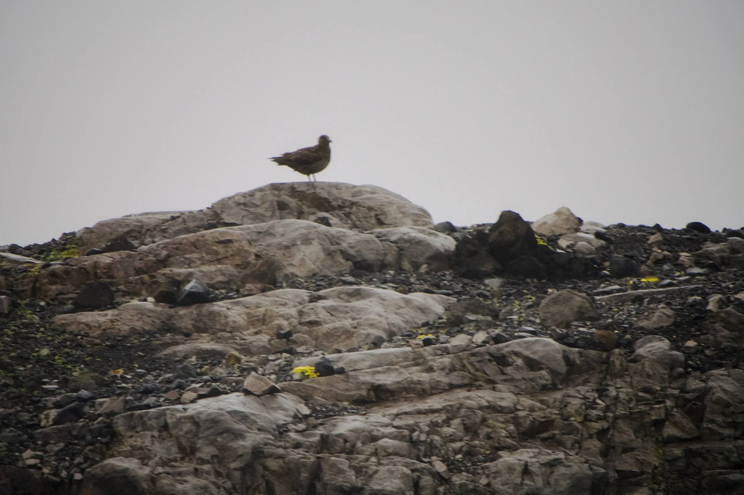 Birds were on some islands
