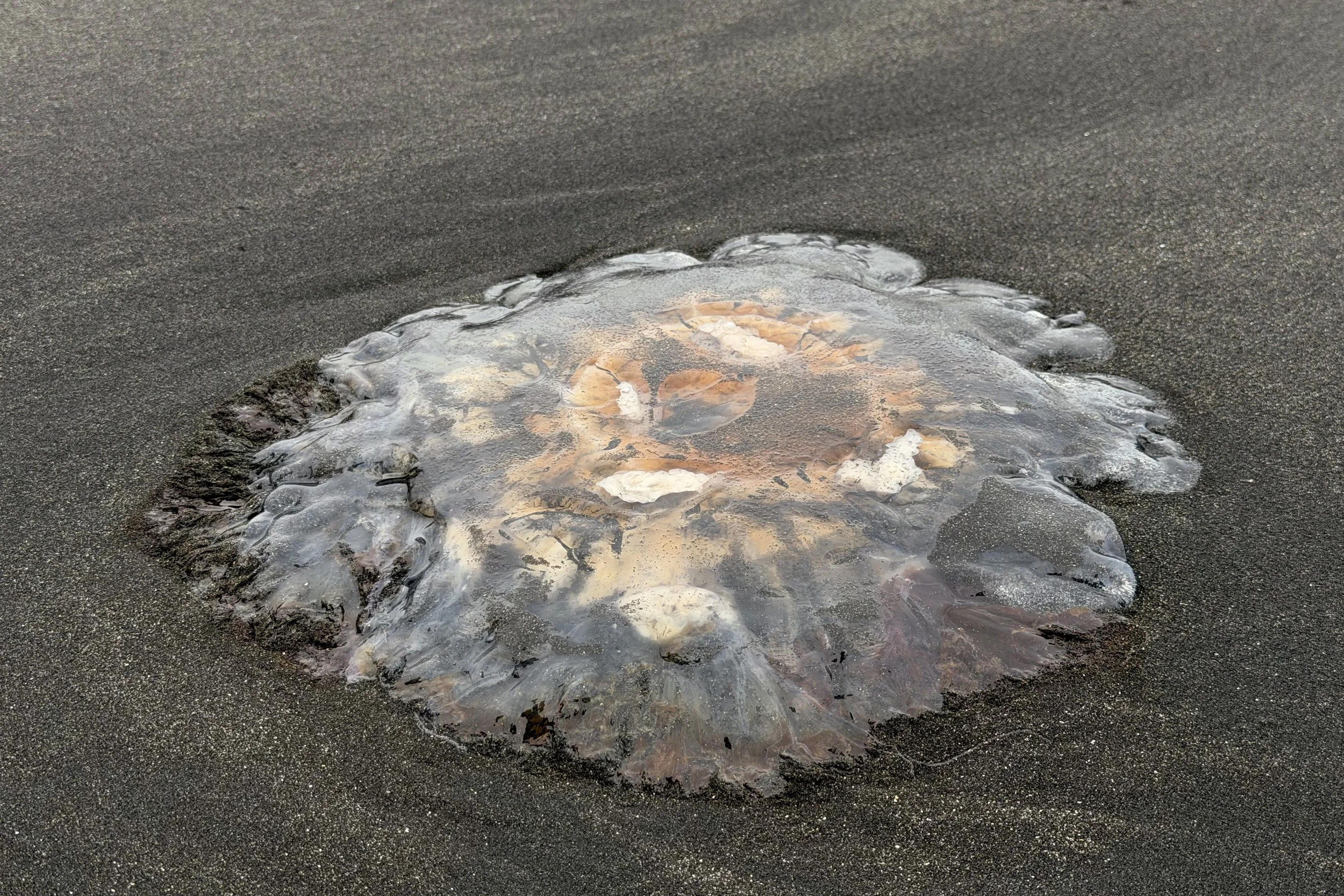 Lion’s Mane jelly
