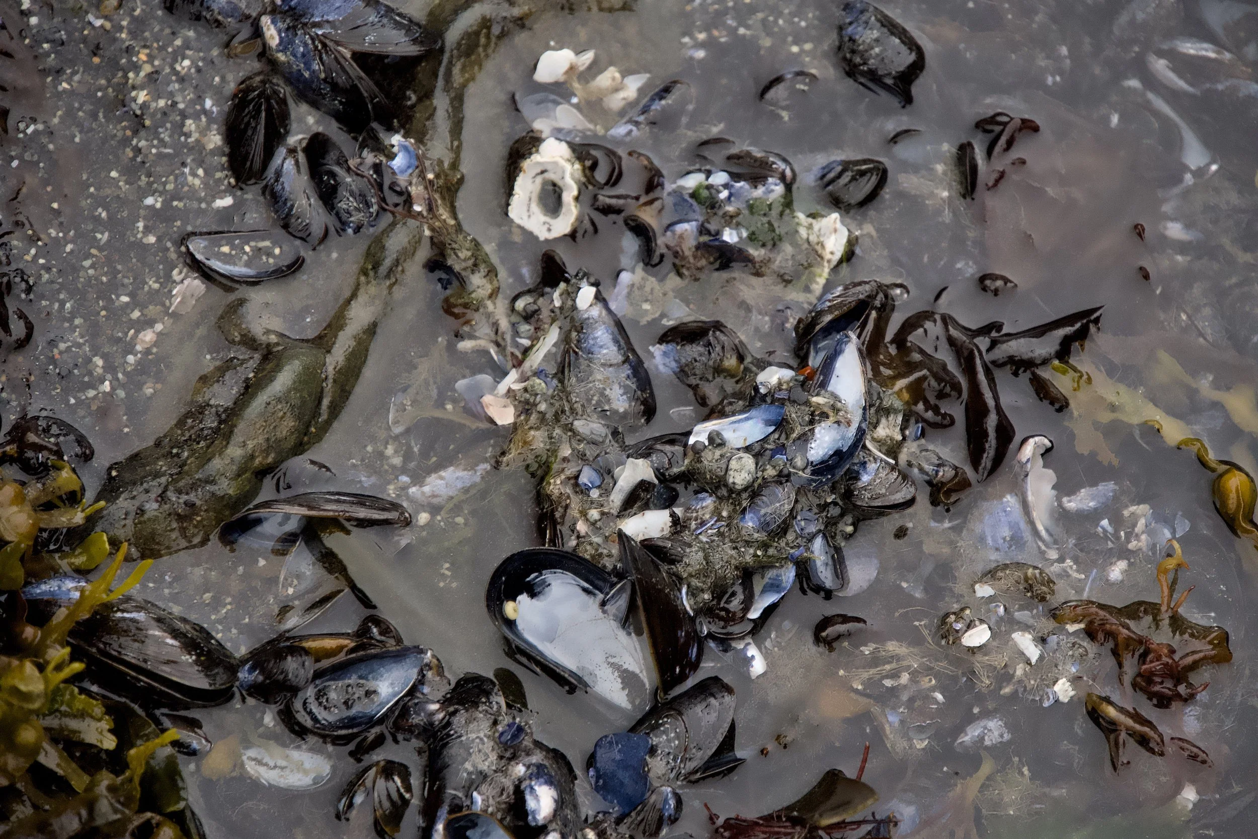 Mussel shells