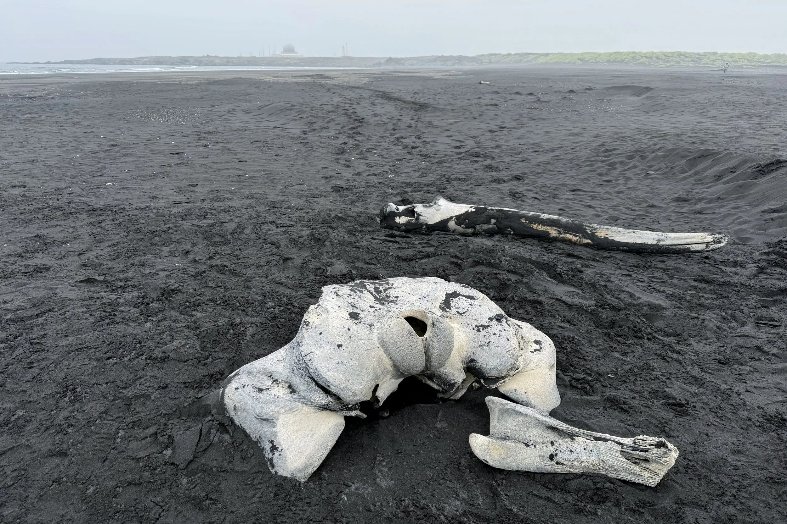 Whale bones