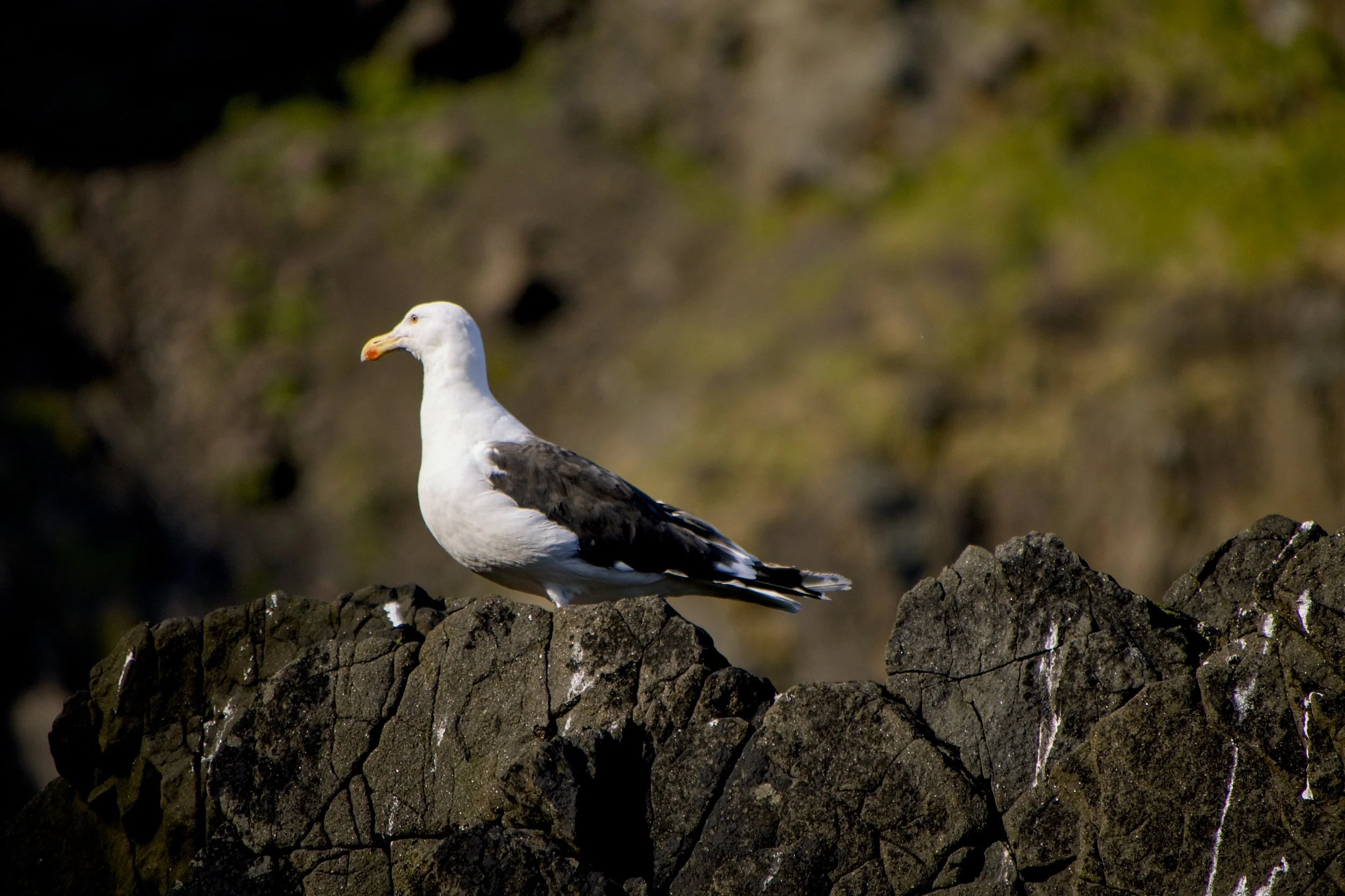 Black-backed gull