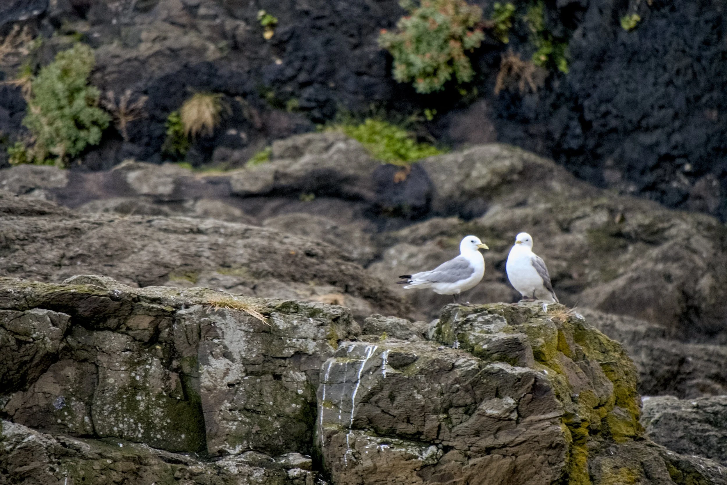 Gulls