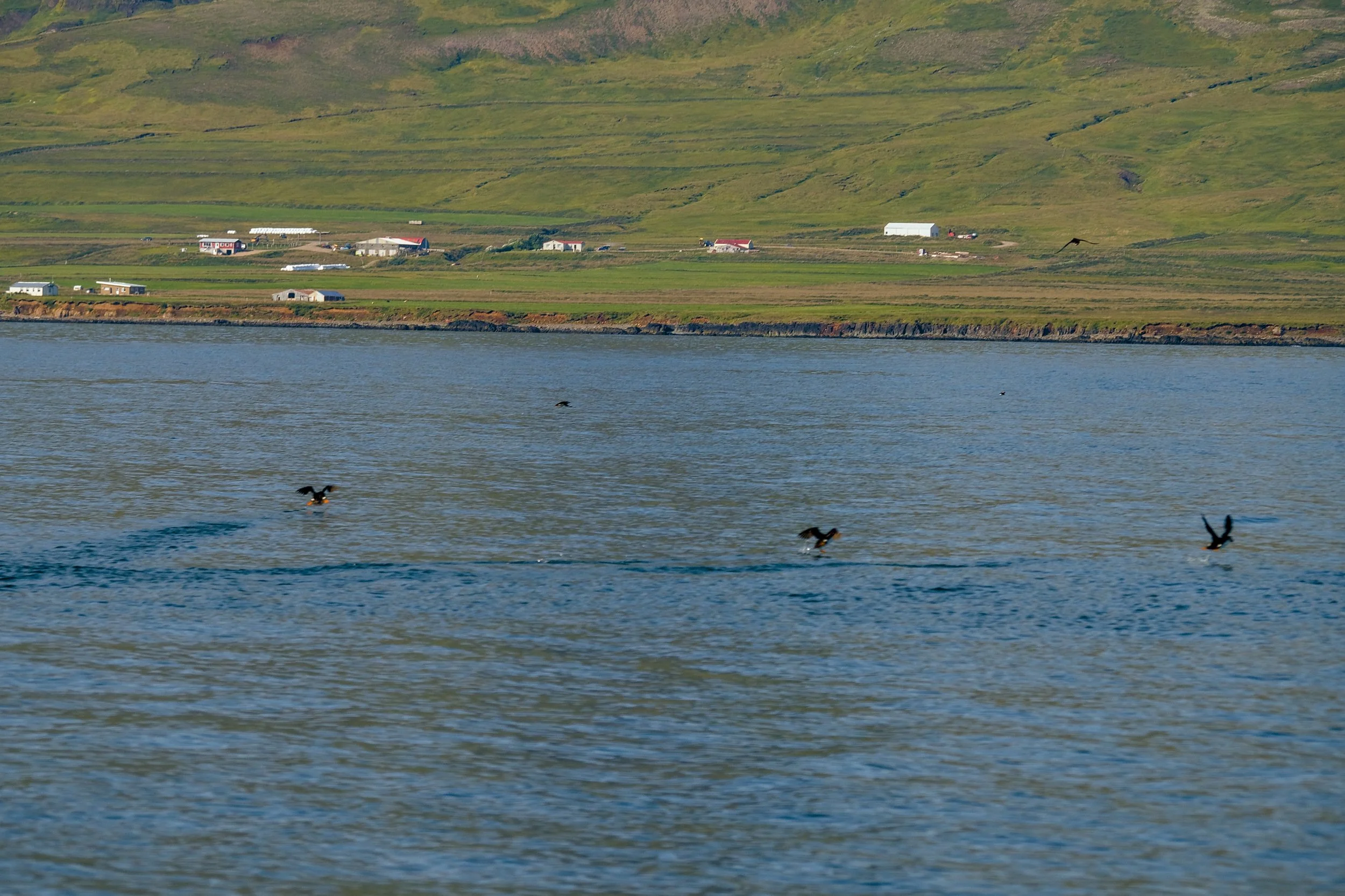 Puffins flying