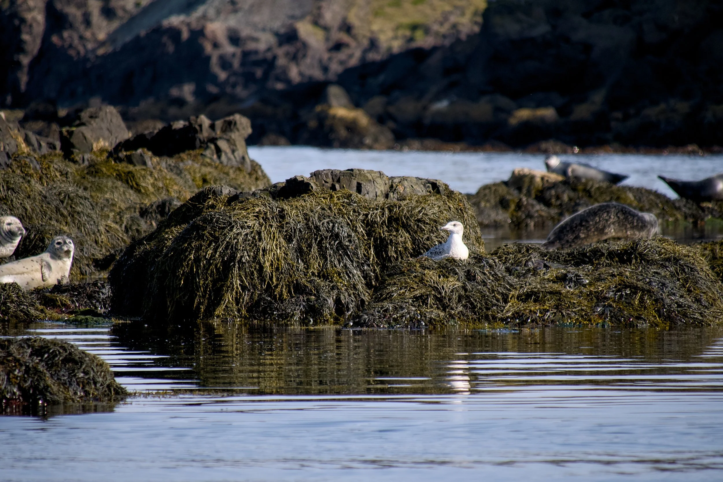 Gull and seals