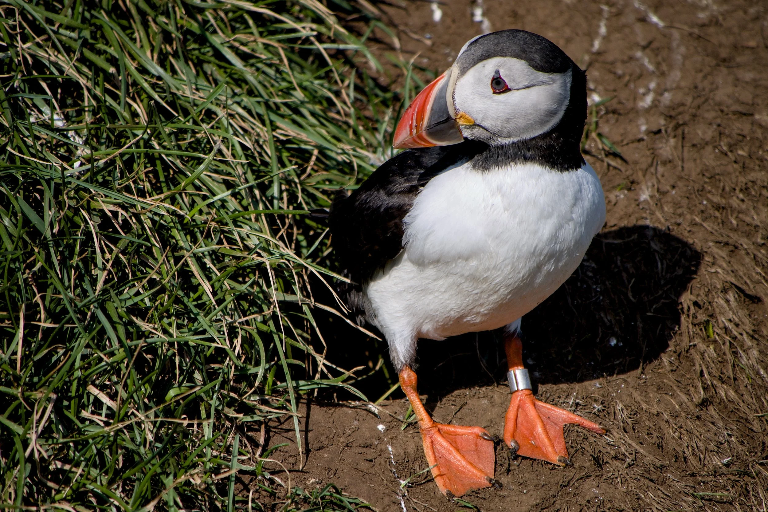 Puffin
