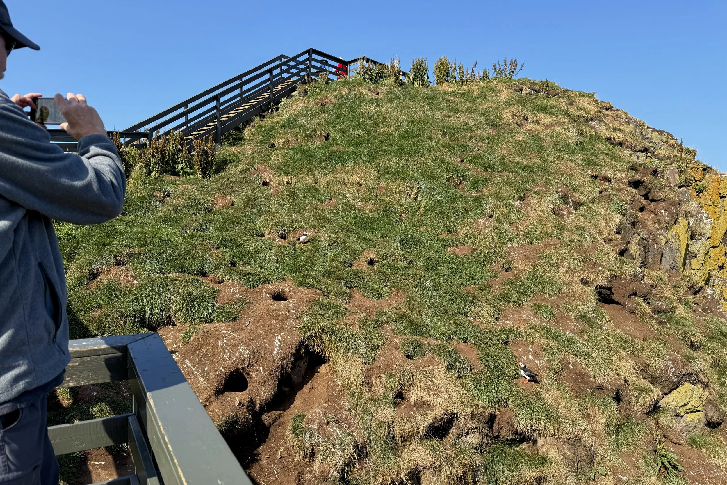 Platform looking onto puffin holes