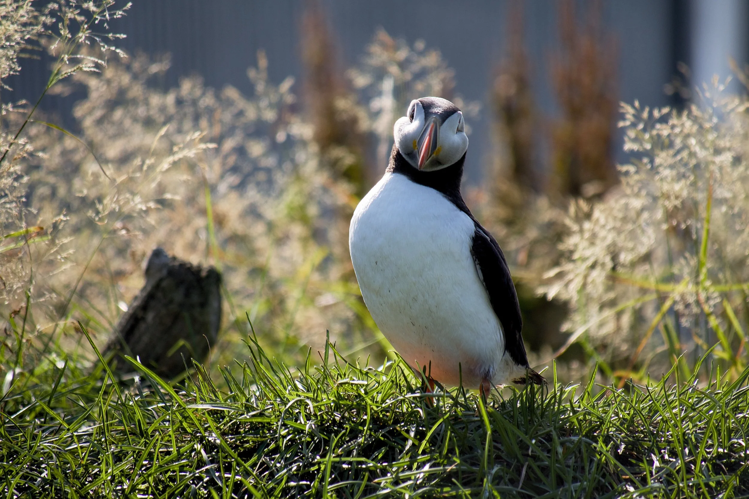 Puffin head-on