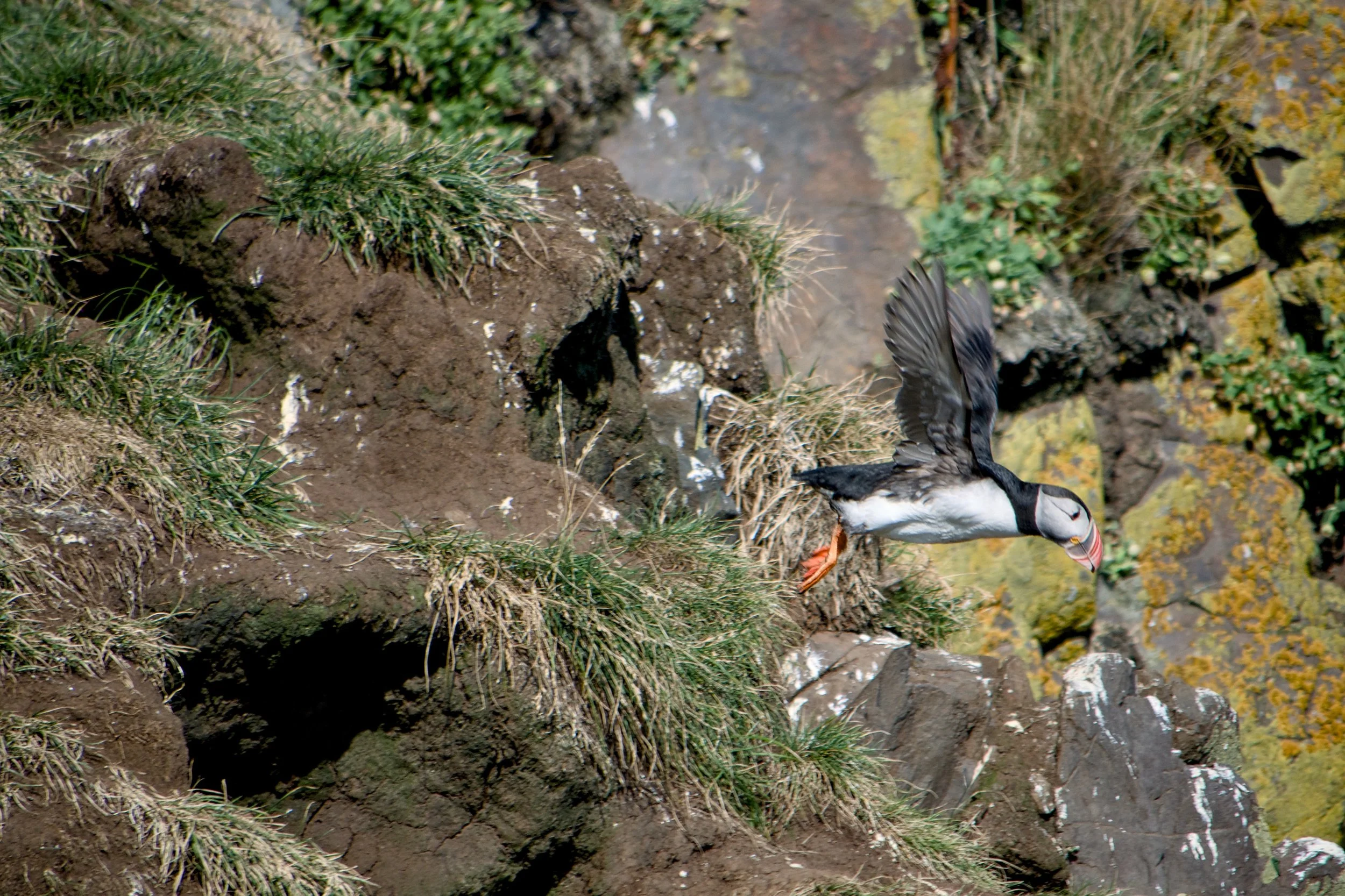 Puffin taking flight