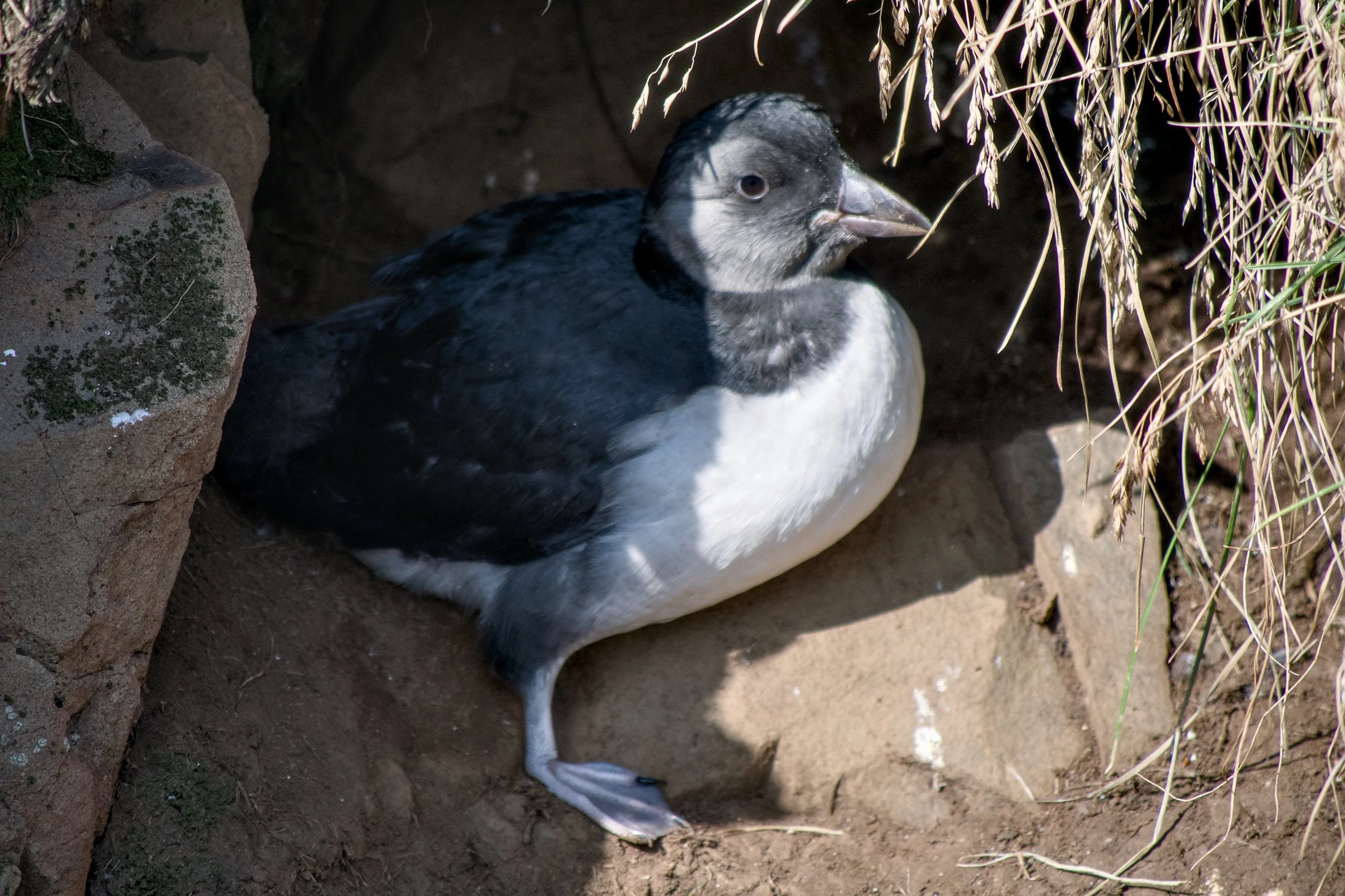 Puffling