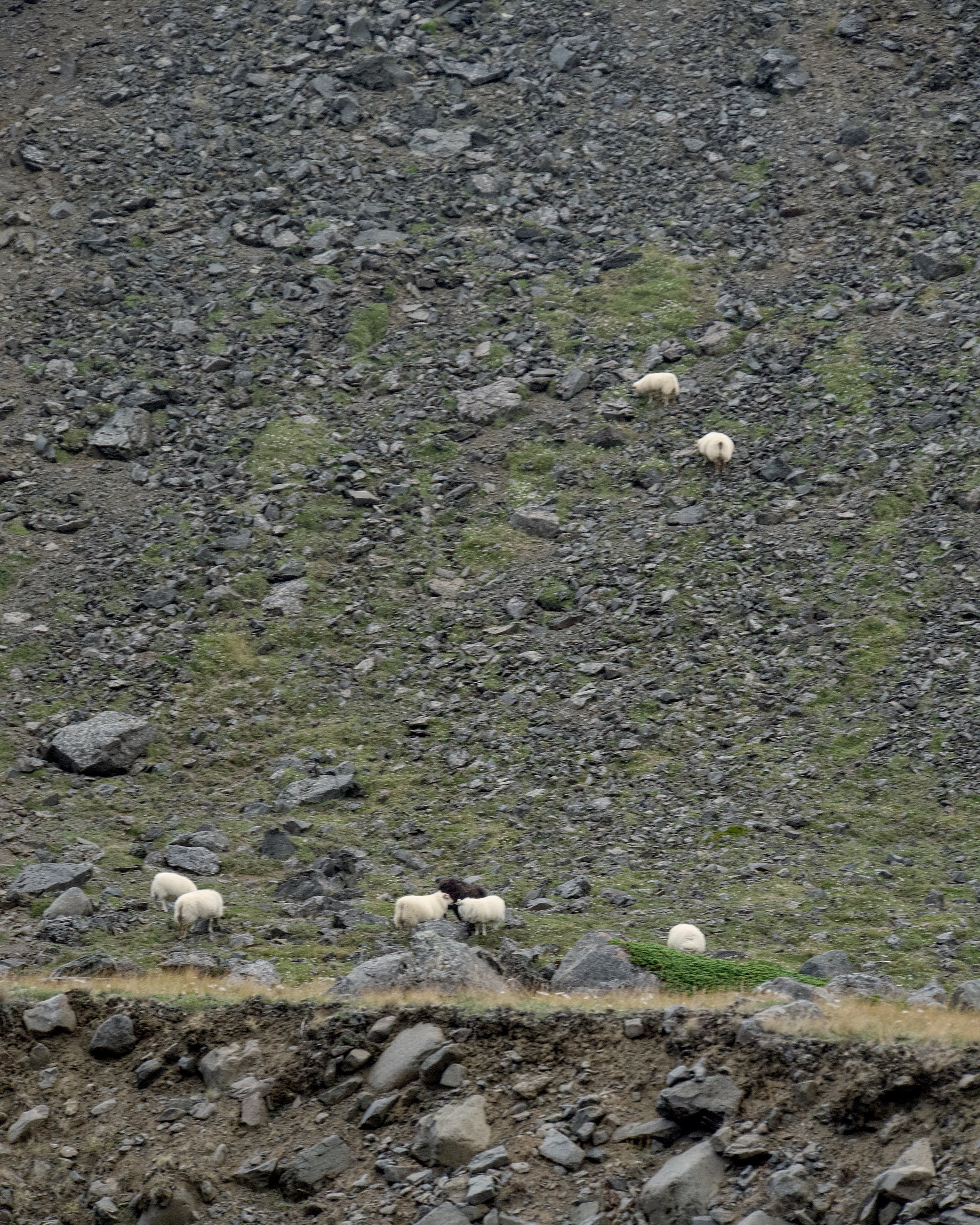 Sheep