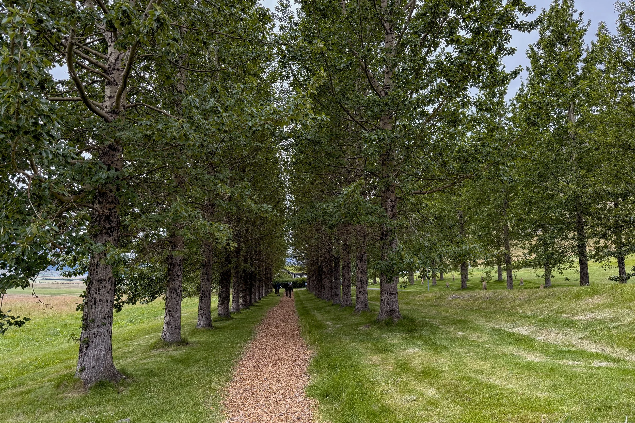 Tree-lined path