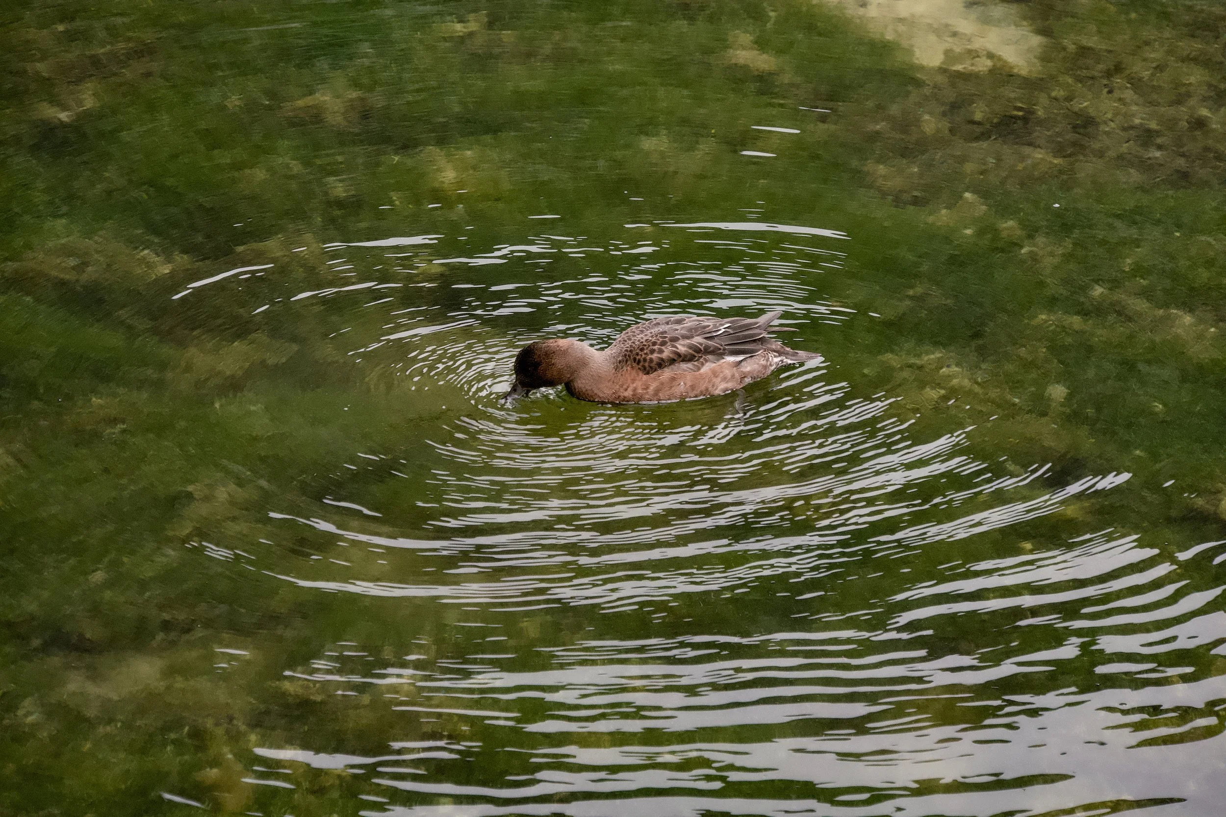 Eurasian wigeon