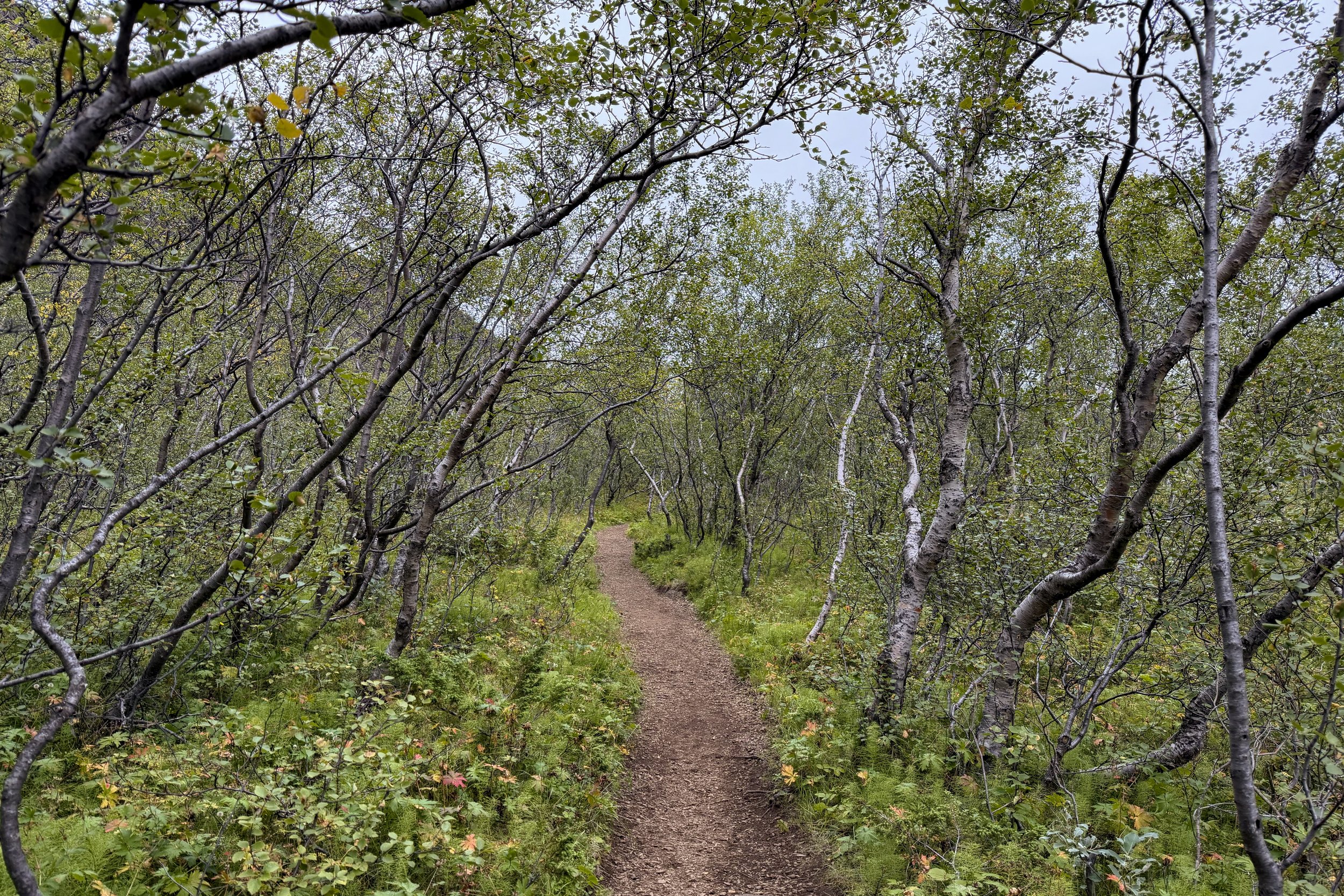 Path through birch trees