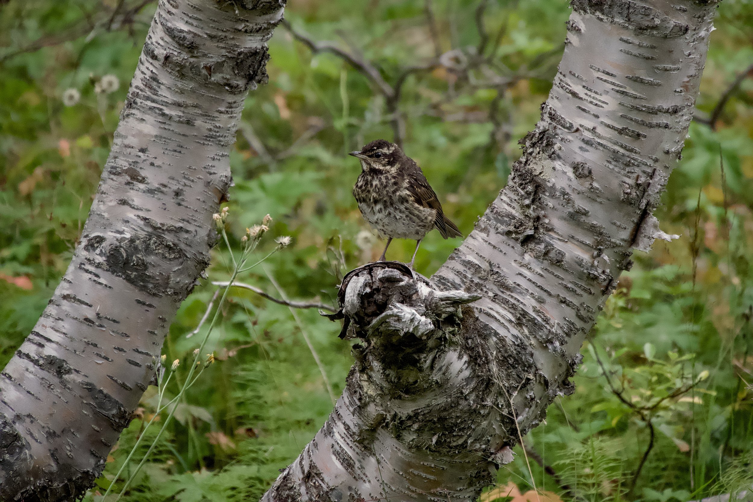 Thrush