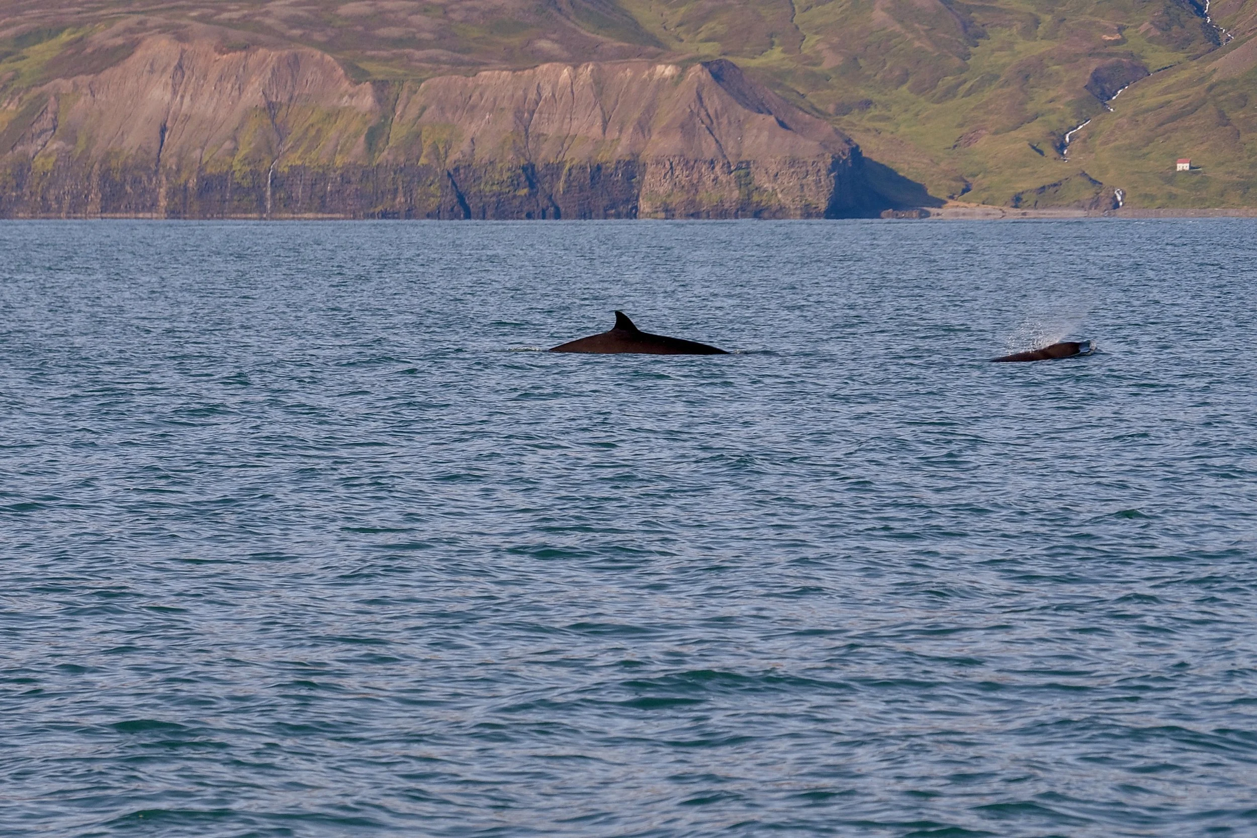 Northern bottlenose whale