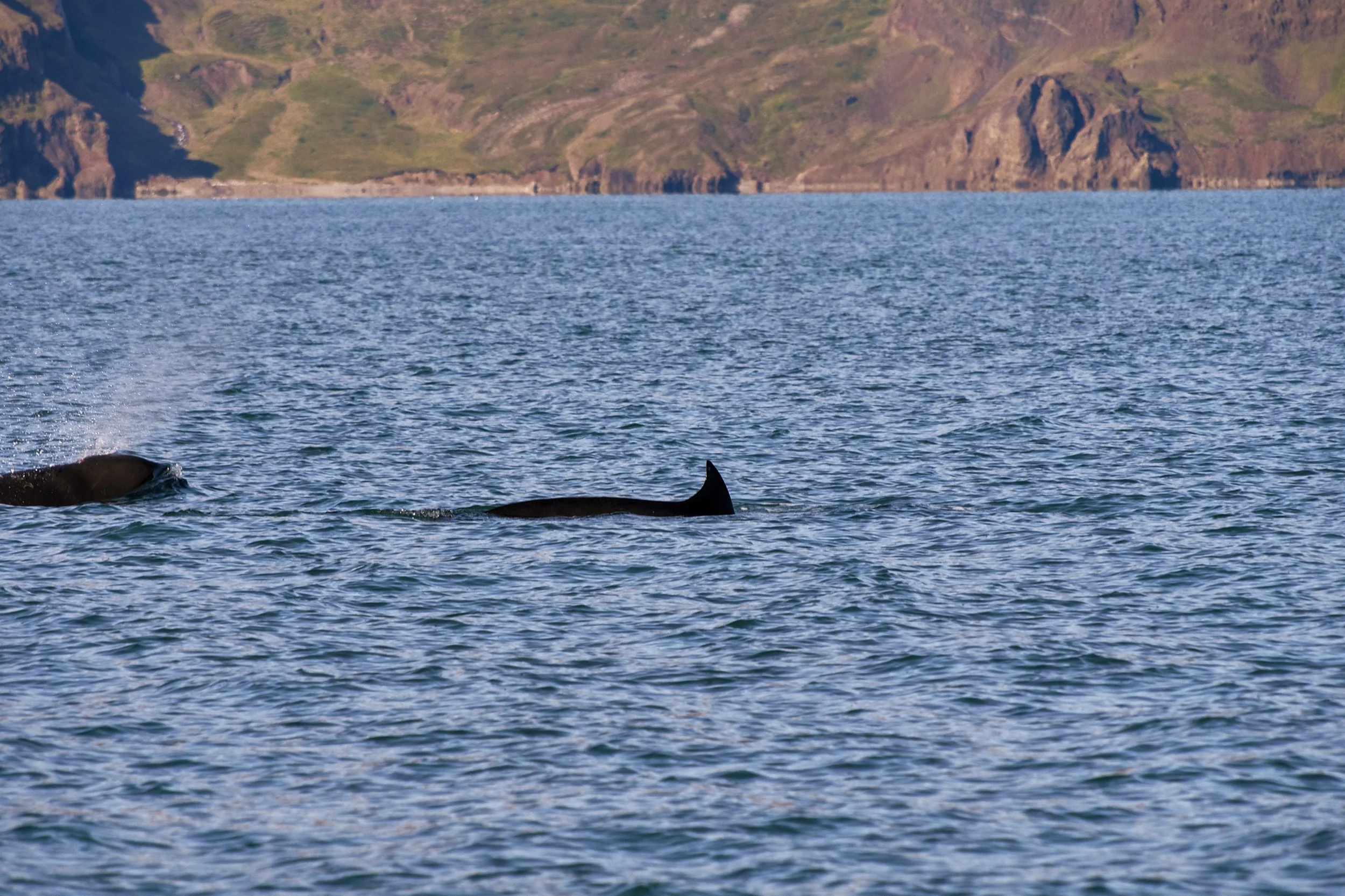 Northern bottlenose whales