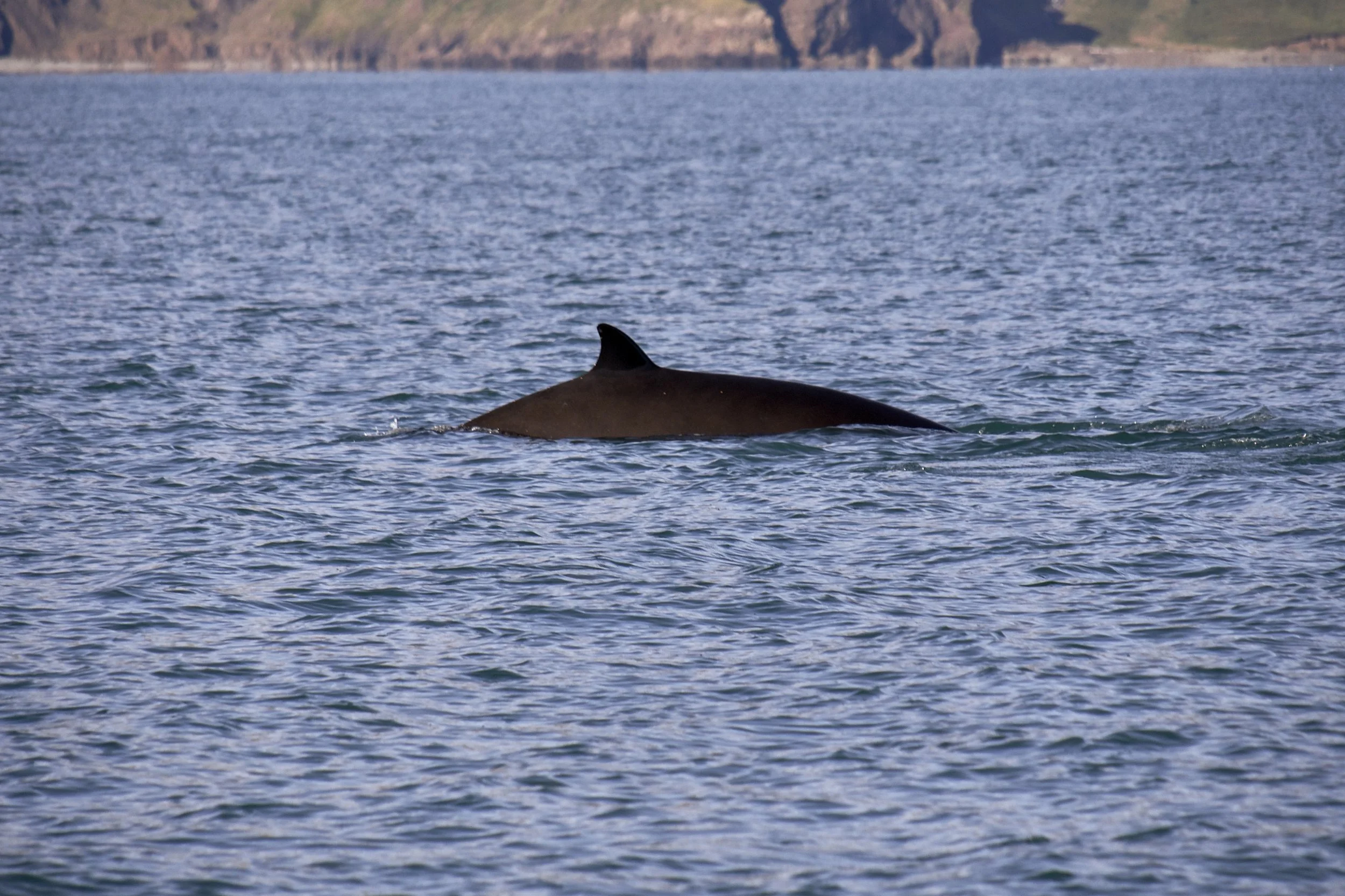 Northern bottlenose whale