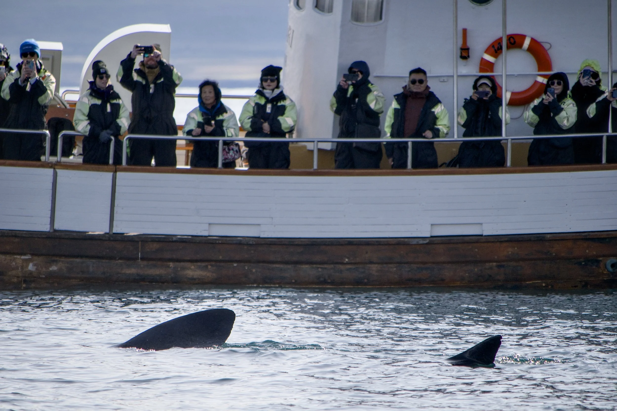 Basking shark