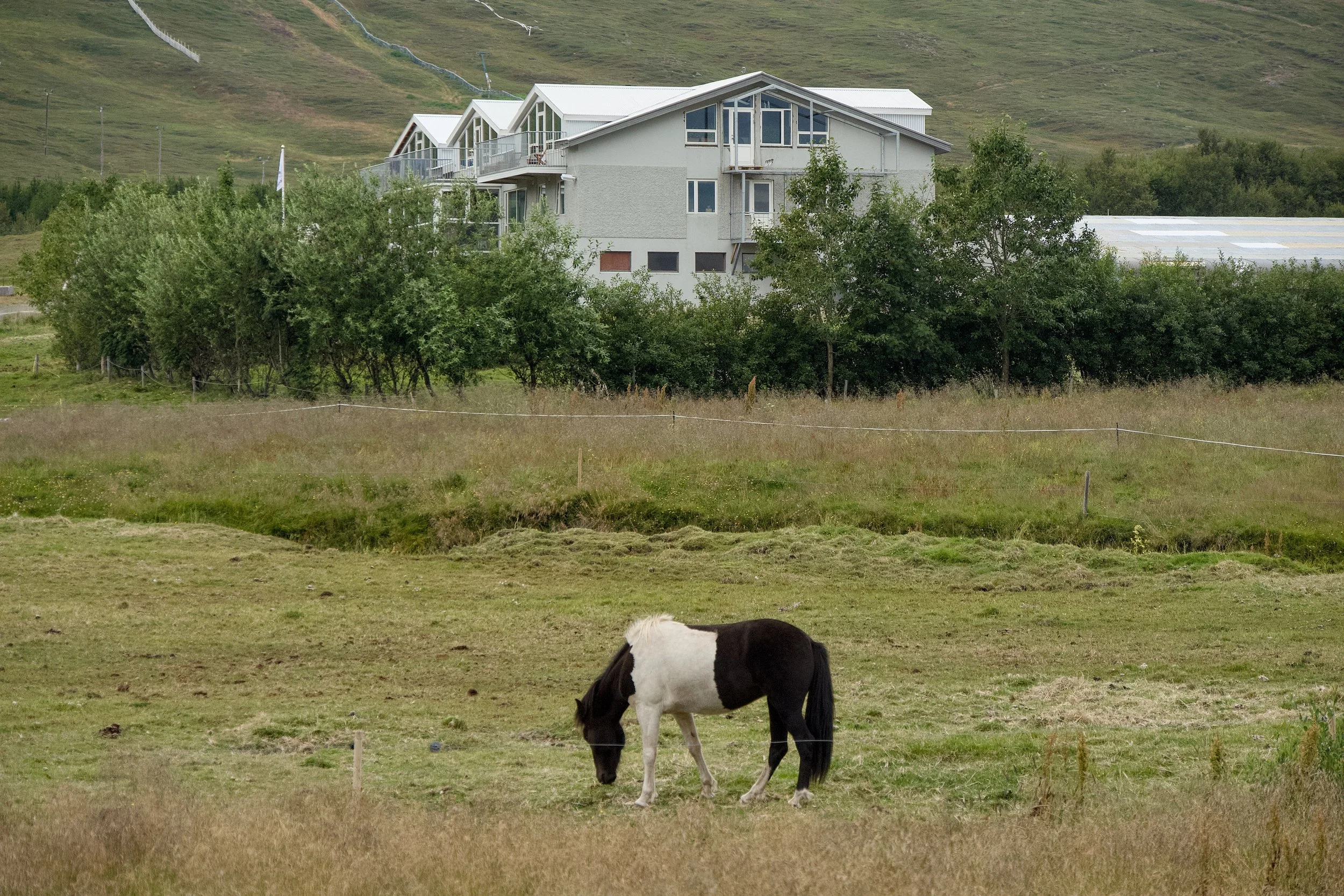 Horse in Dalvik