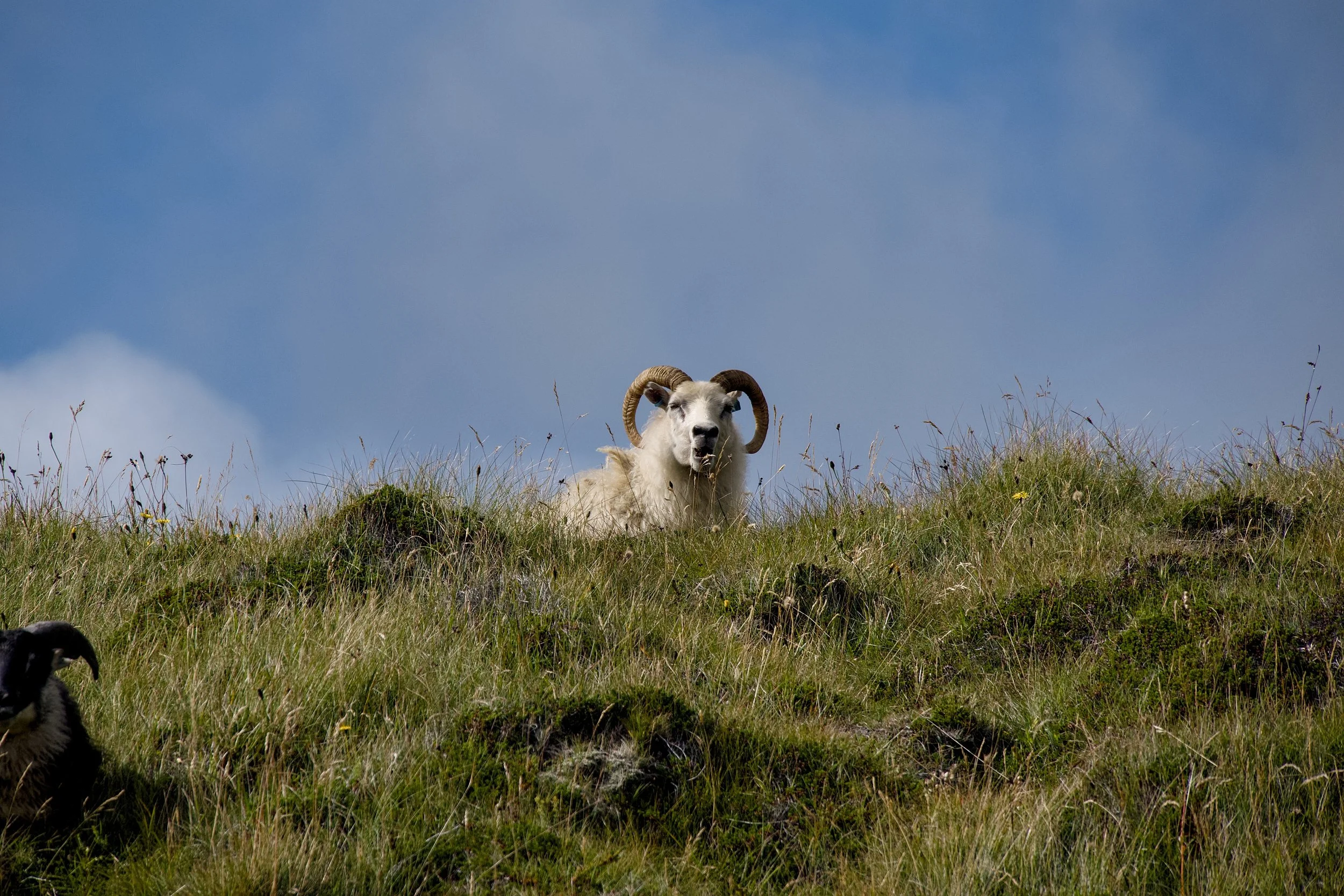 Ram at Djúpalónssandur (black pebble beach)