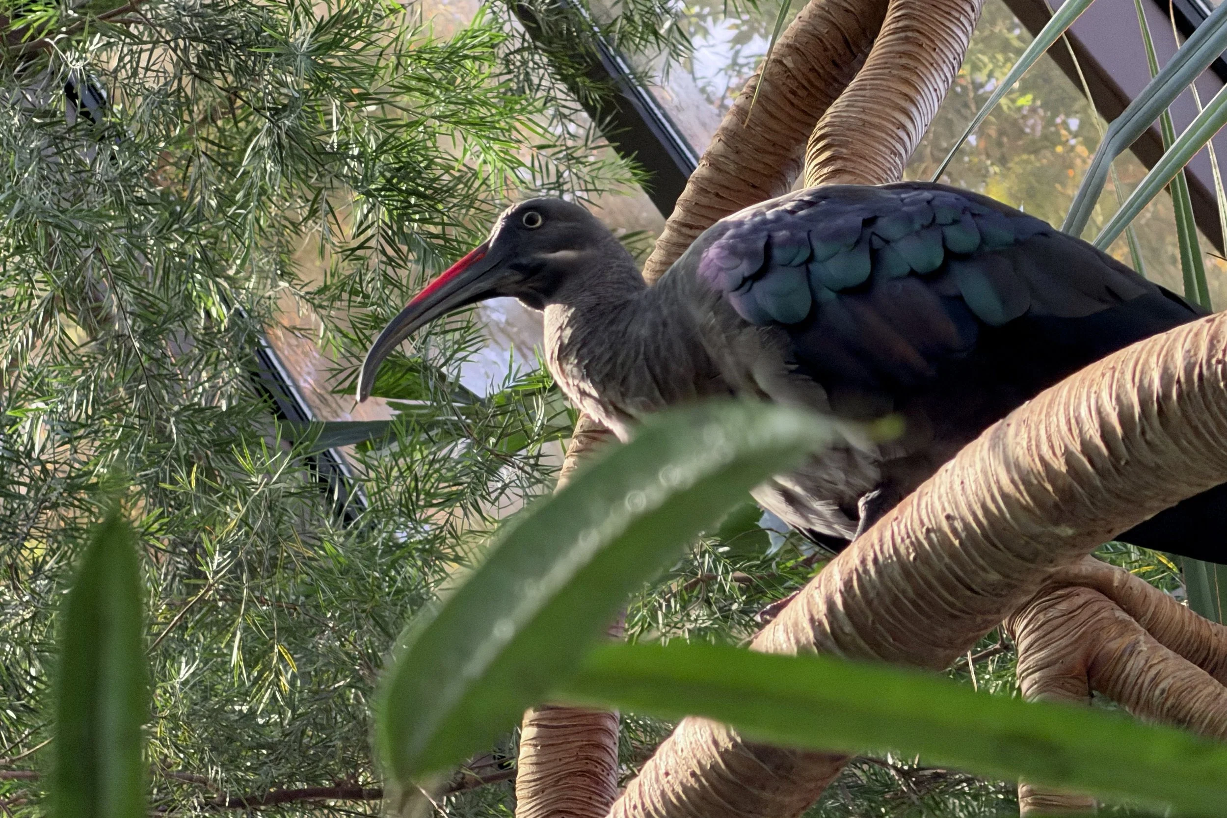 Hadada ibis