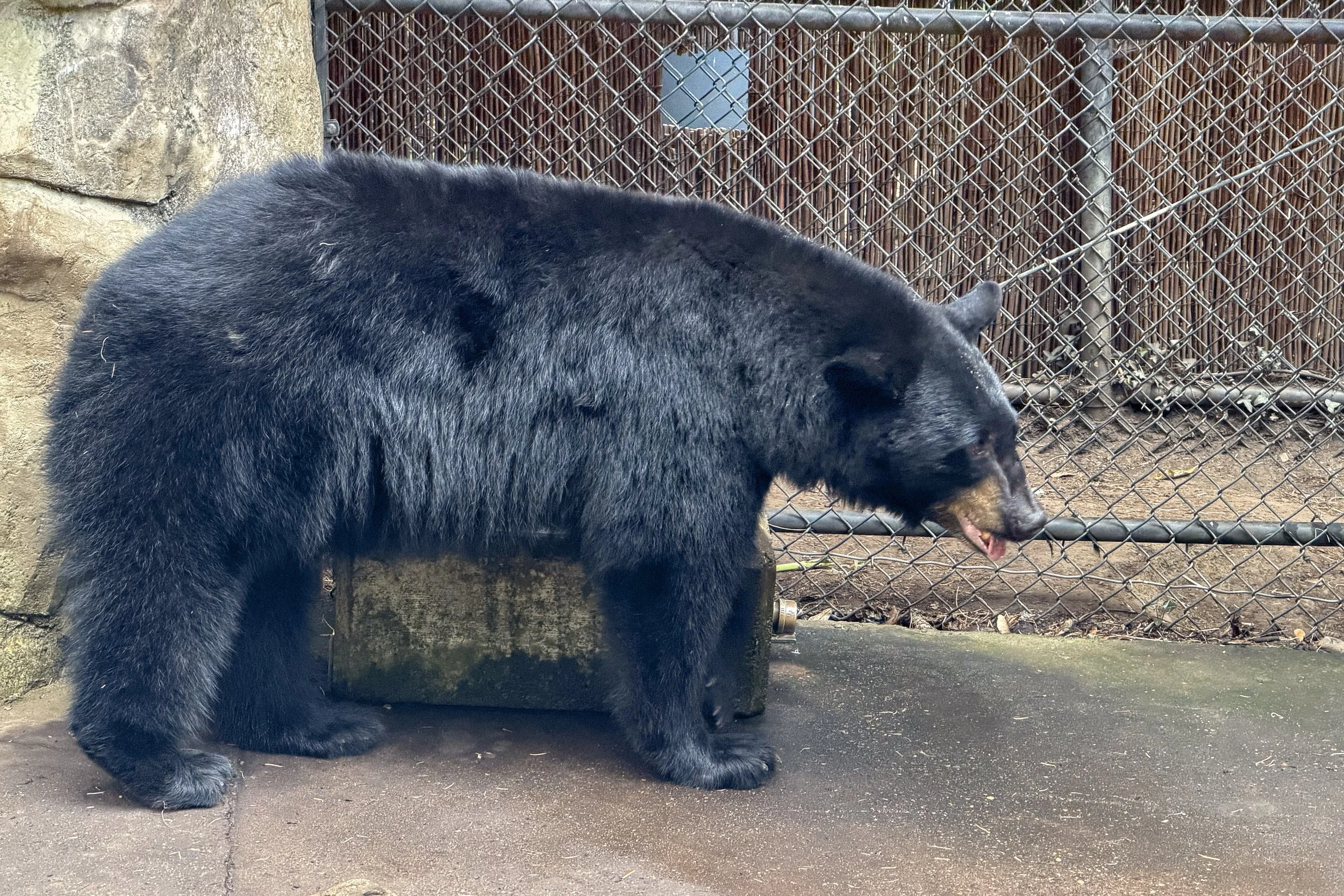 Black bear