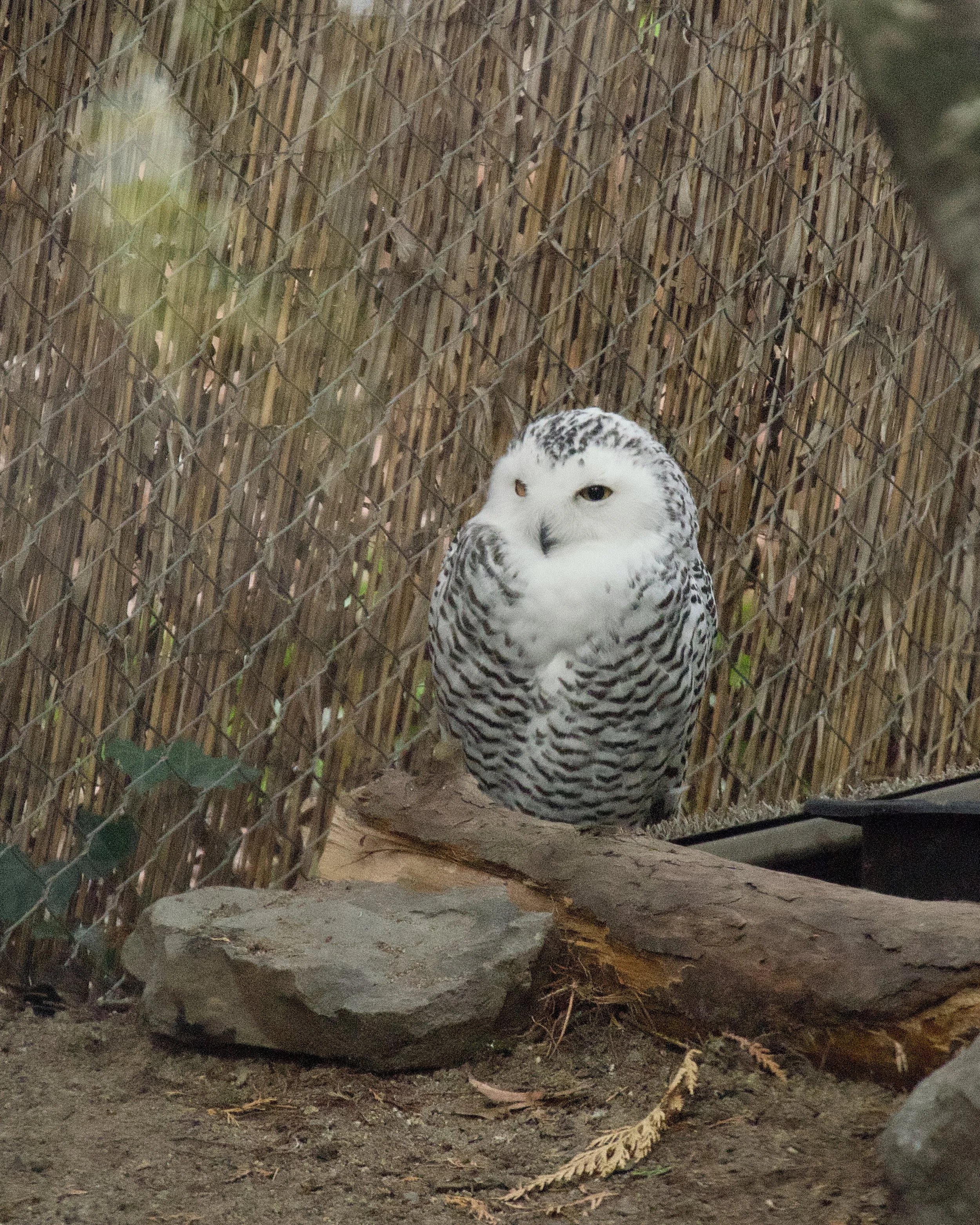 Snowy owl