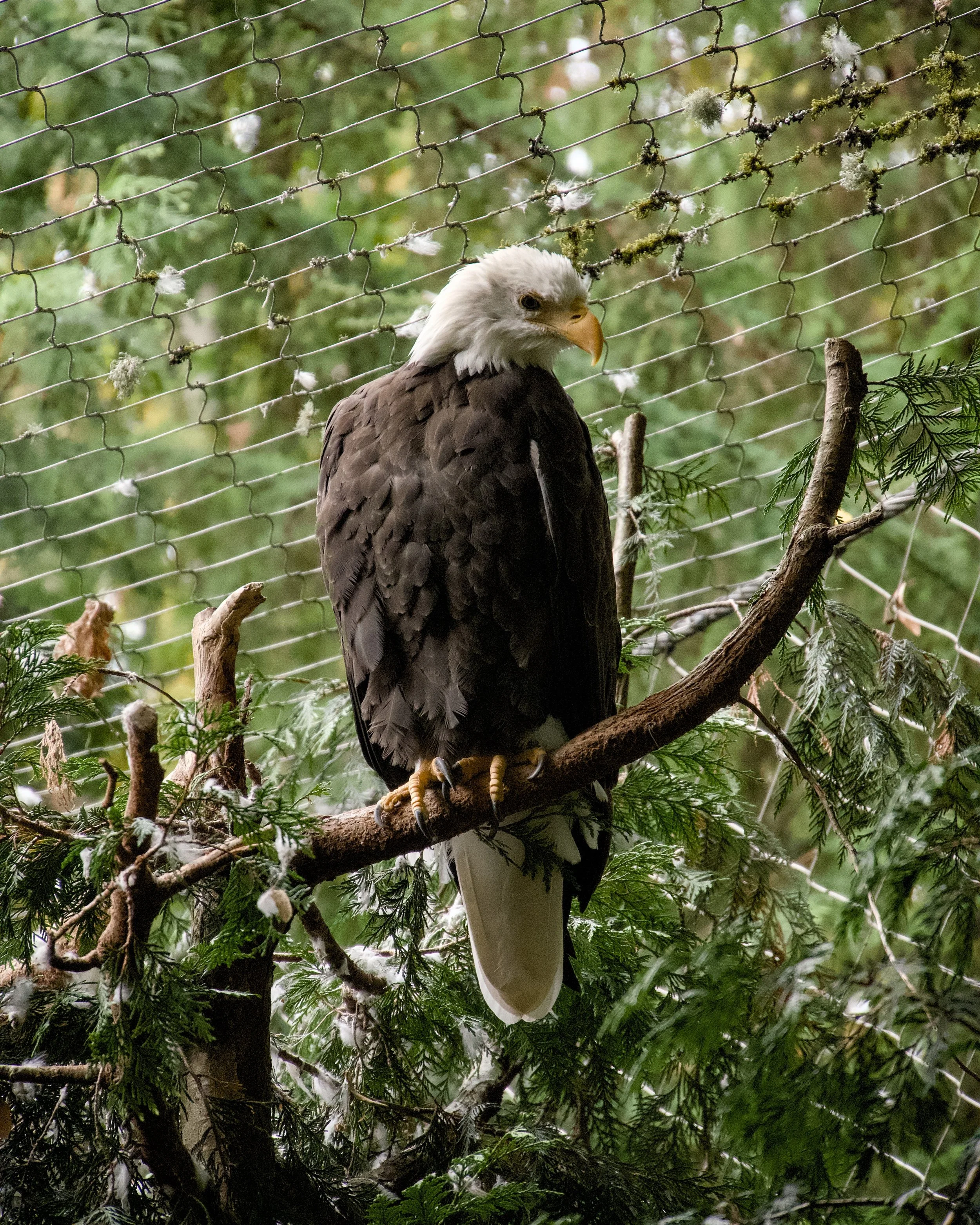 Bald eagle