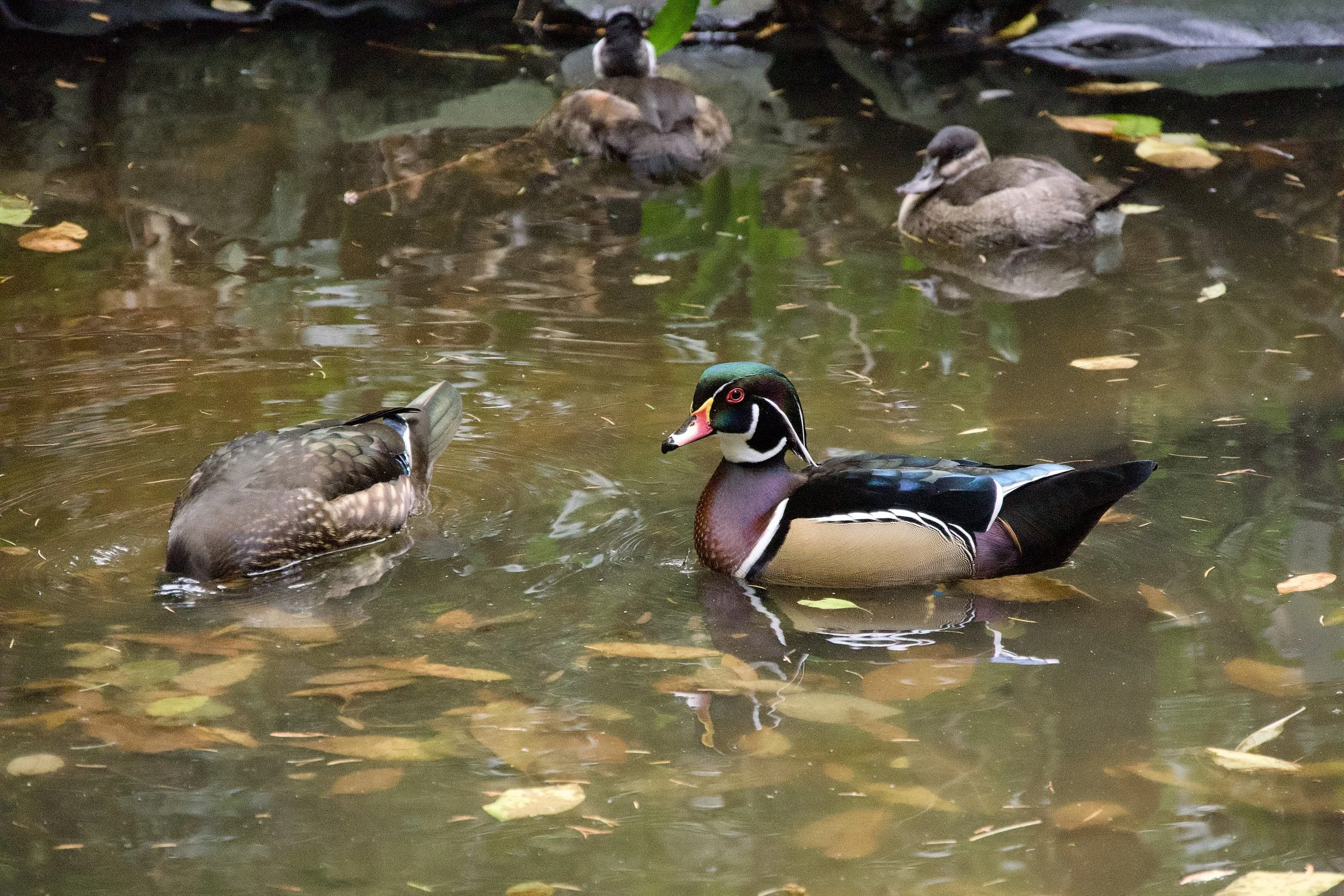 Wood duck