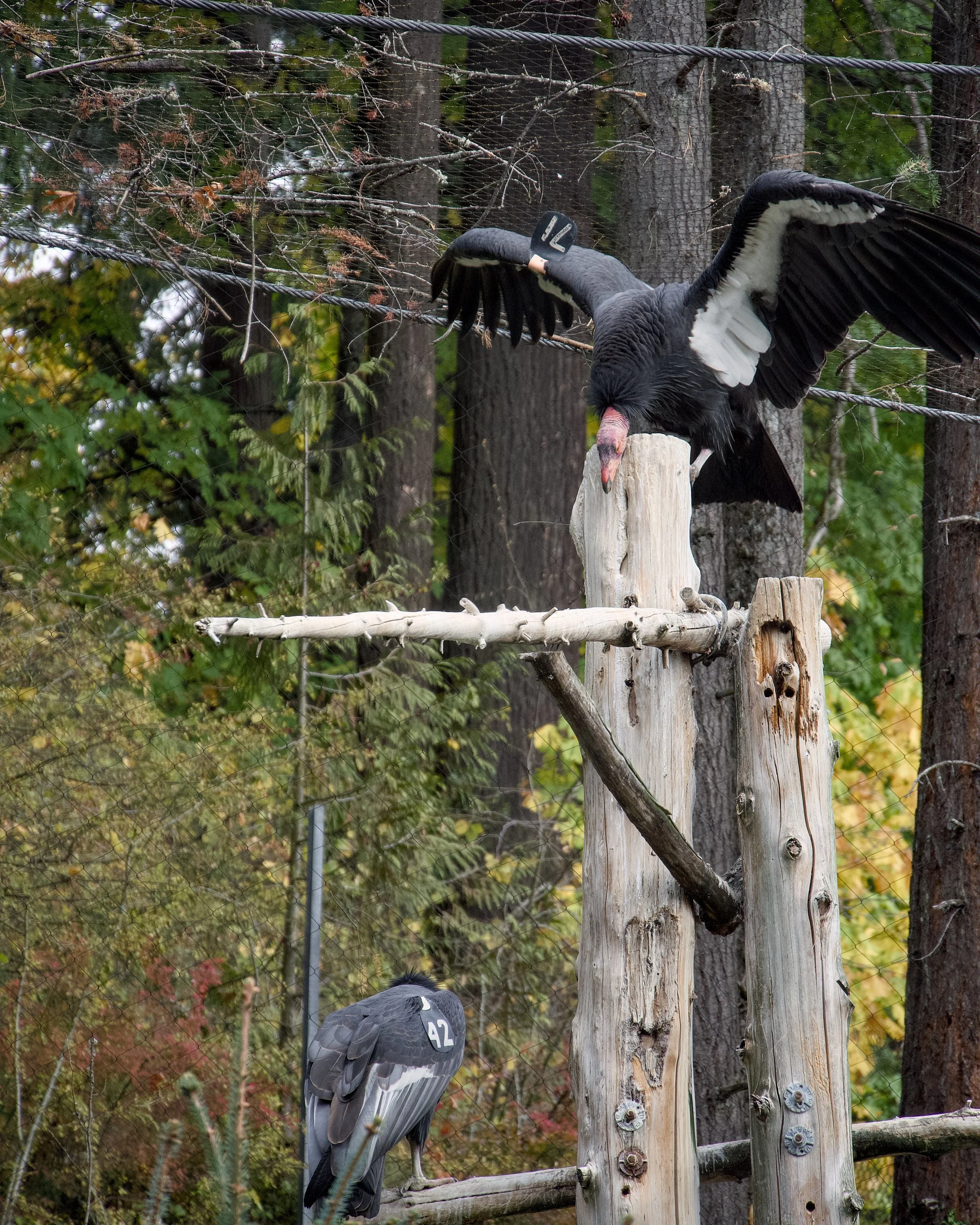 California condors