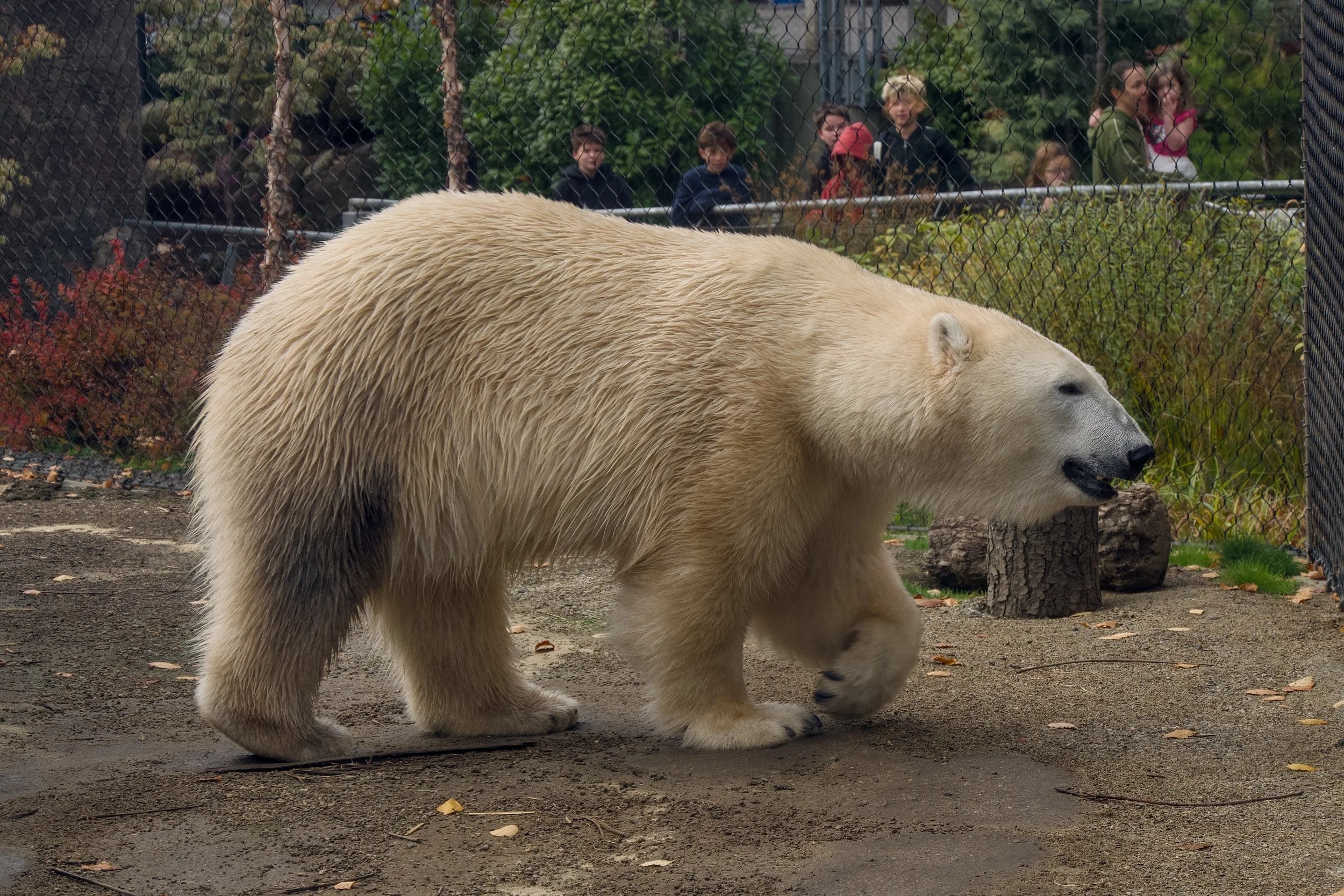 Polar bear