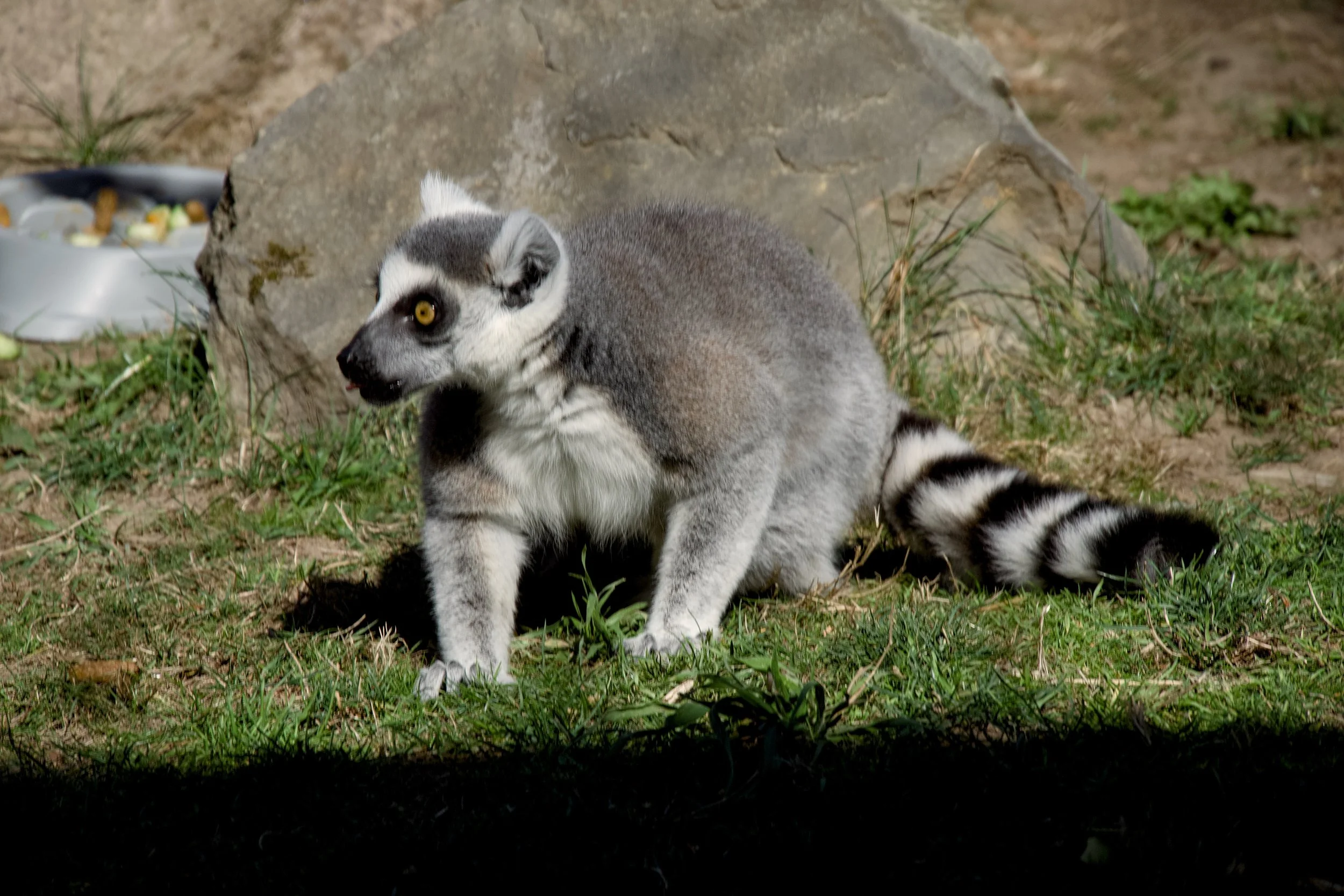 Ring-tailed lemur