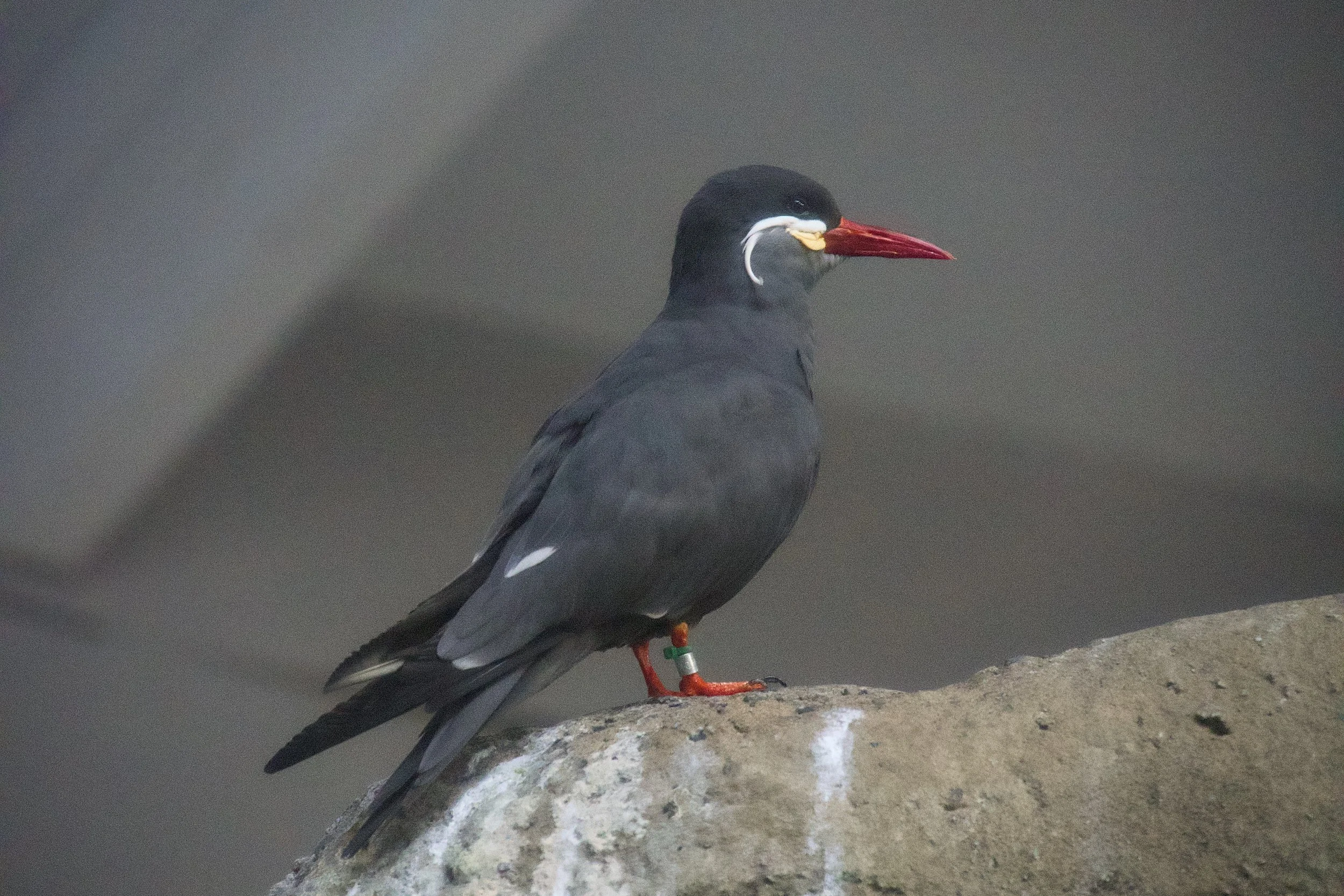 Inca tern