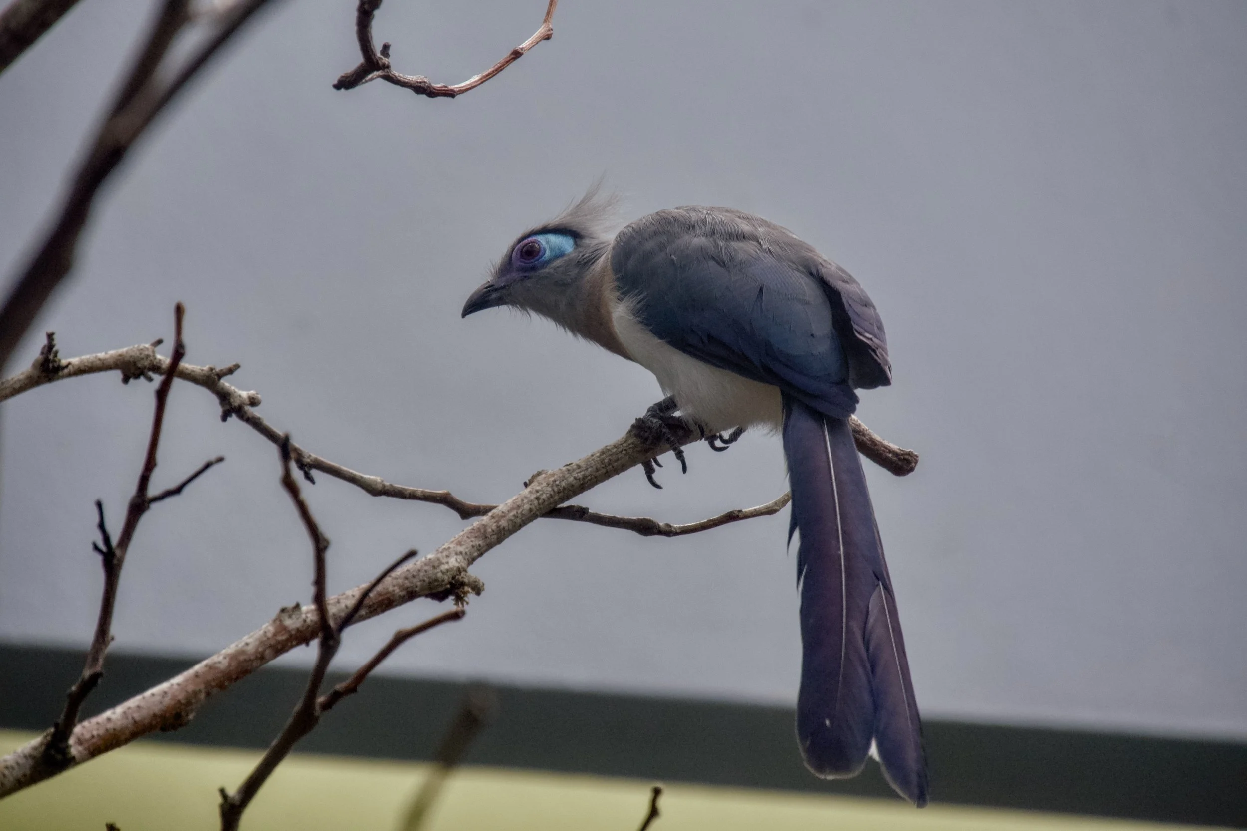 Crested coua