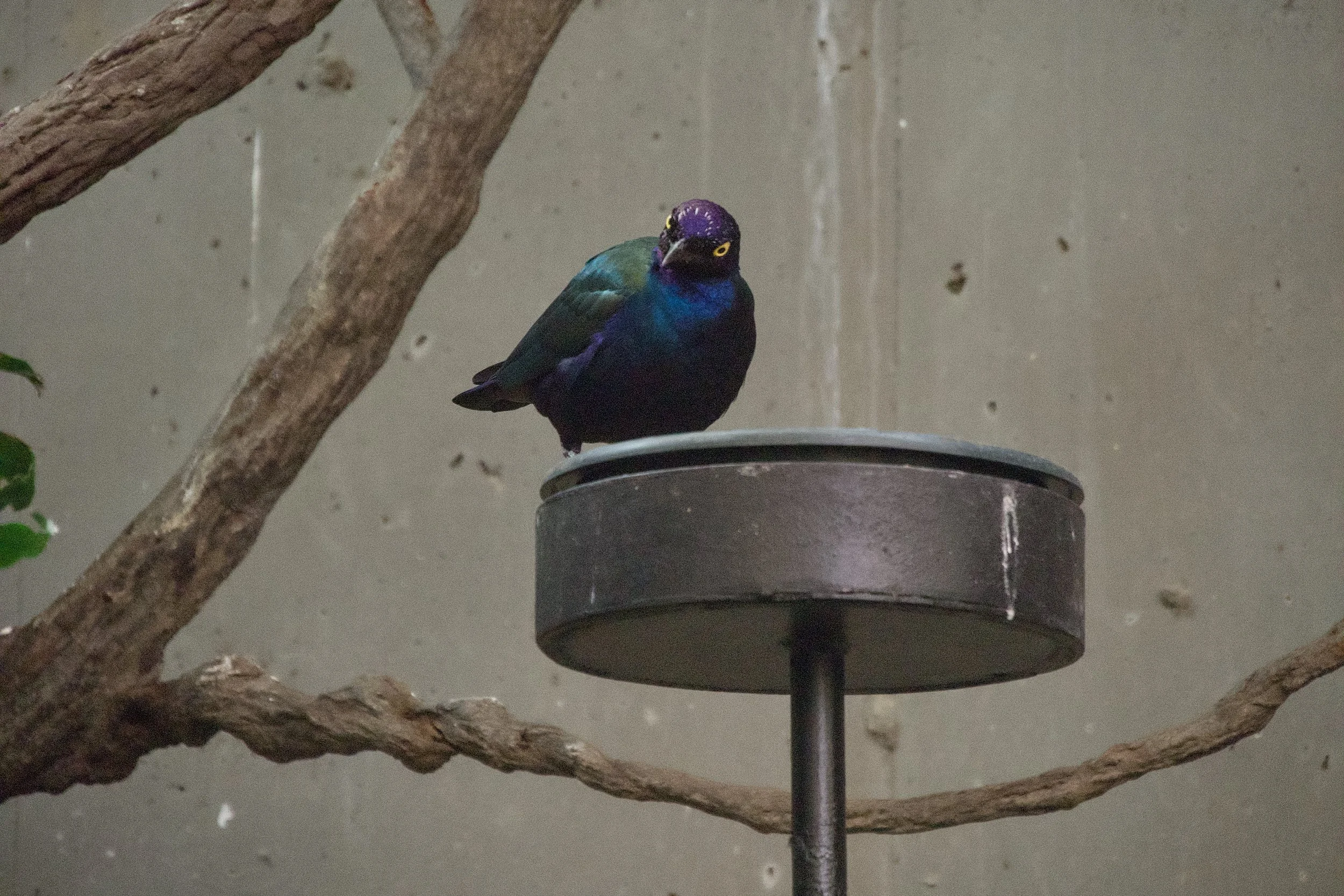 Purple glossy starling