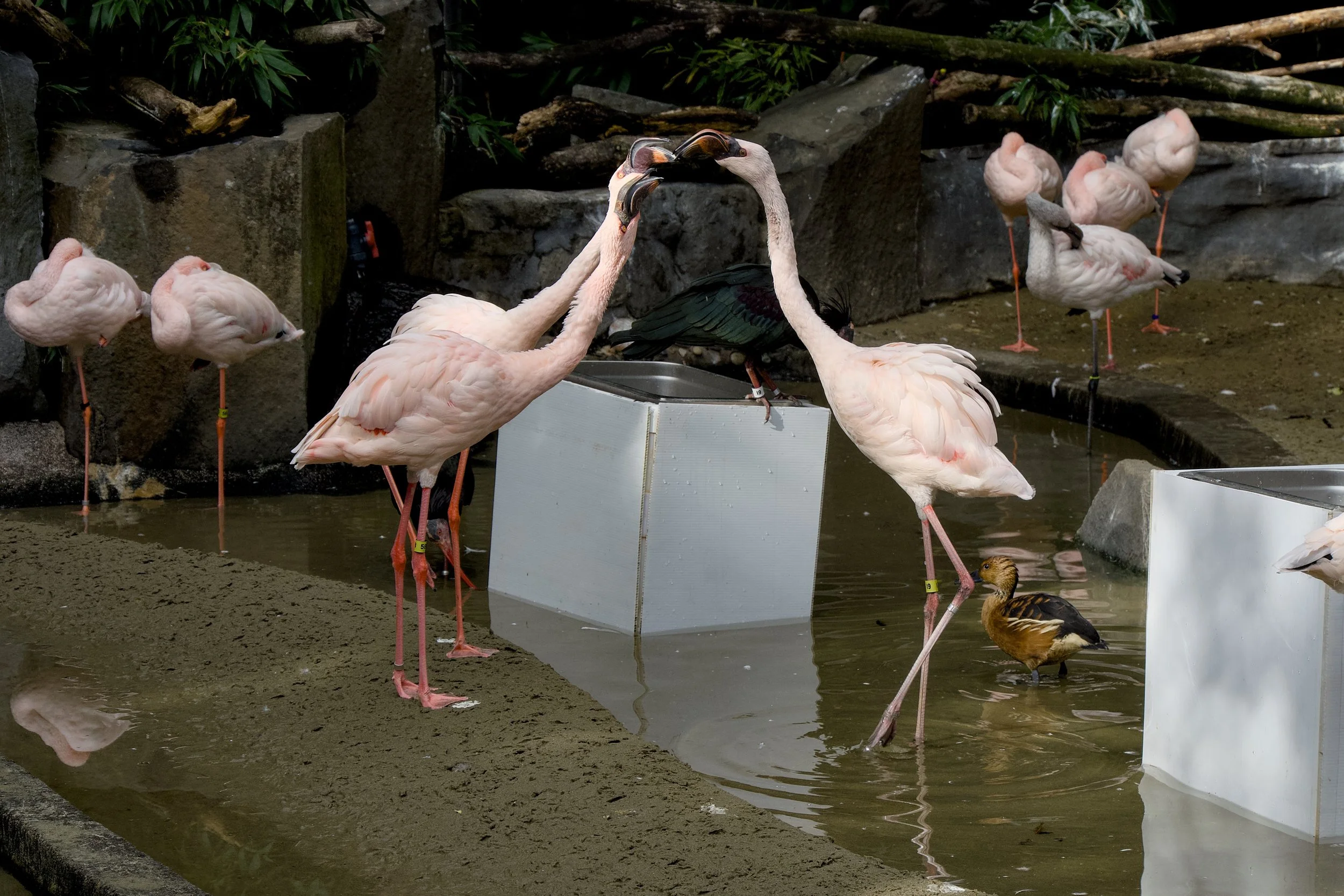Flamingoes