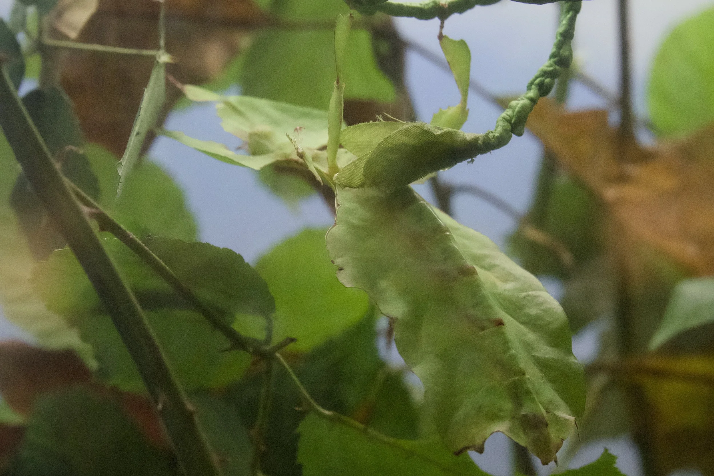 Walking leaf