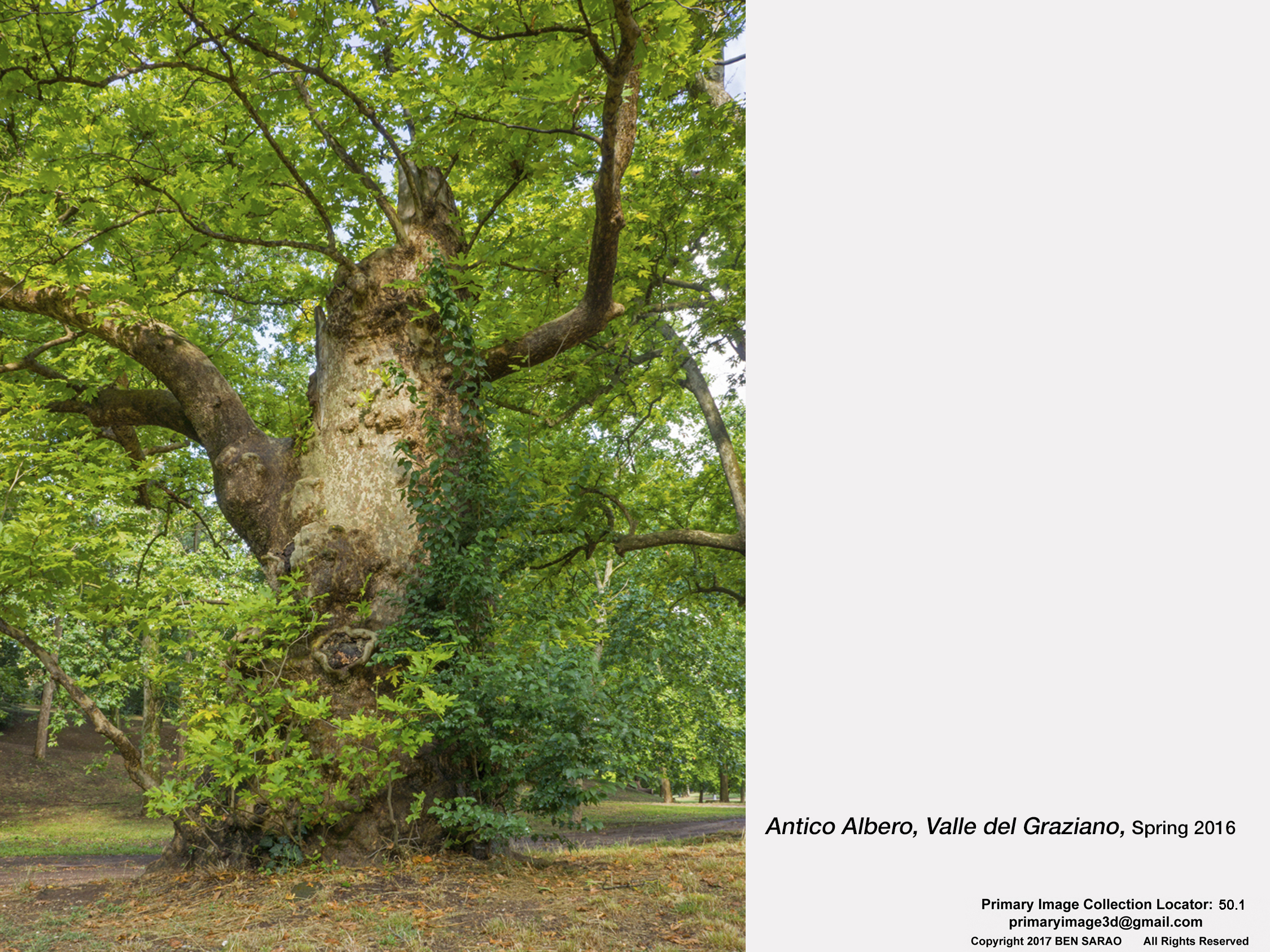 13.I. Ancient Tree.jpg