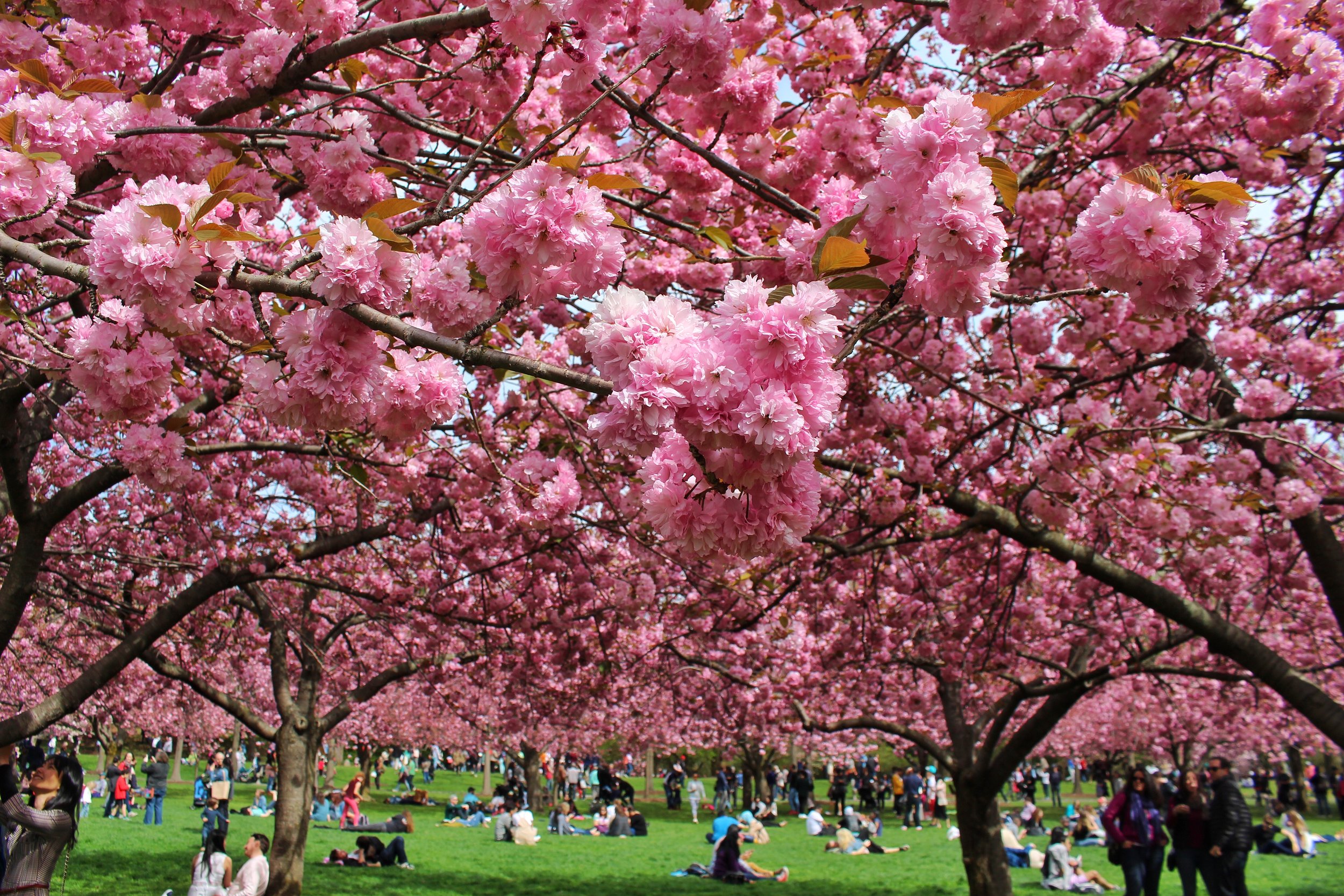 Brooklyn Botanic Garden Cherry Blossom Season Artisan King