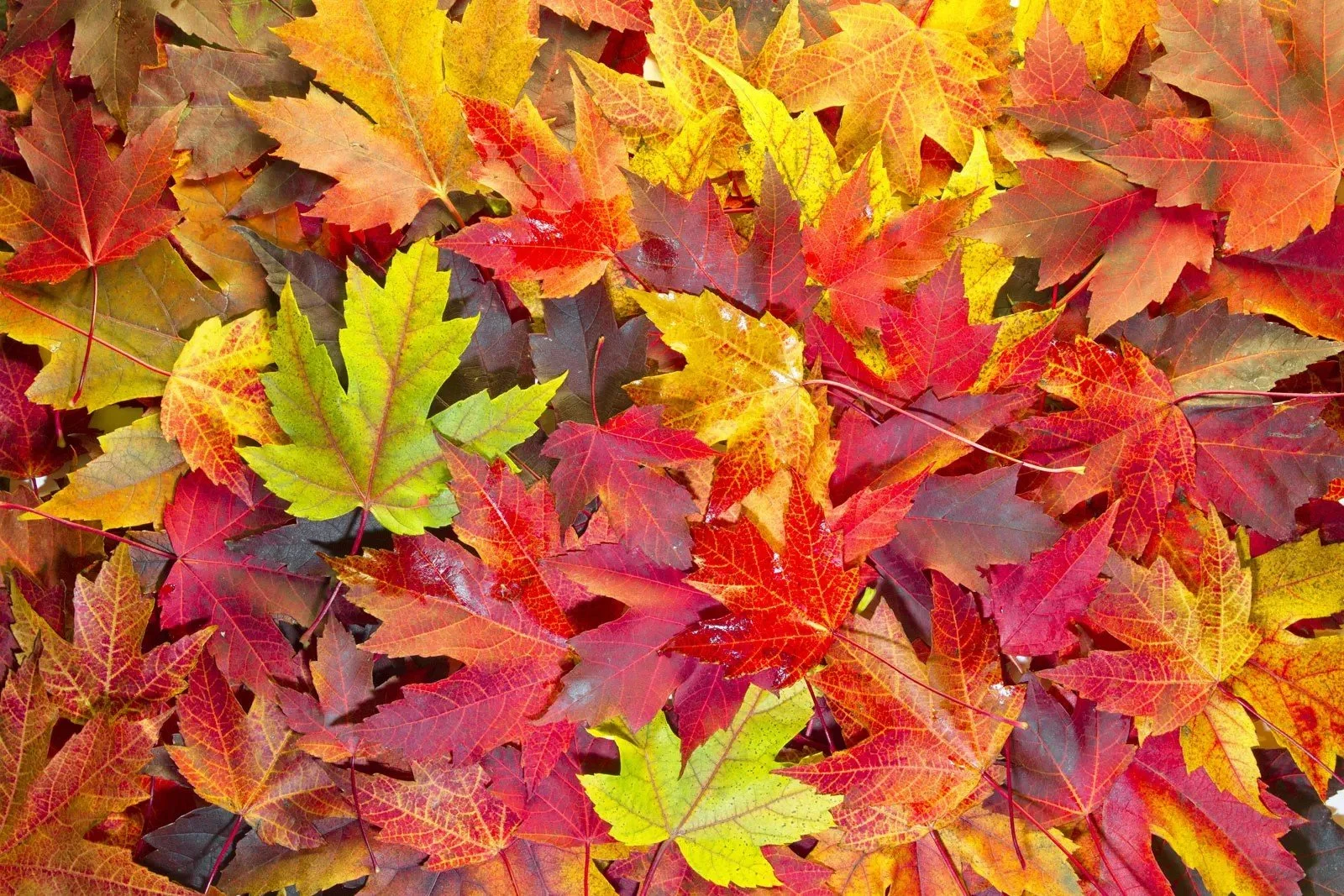 Maple-Colors.jpeg