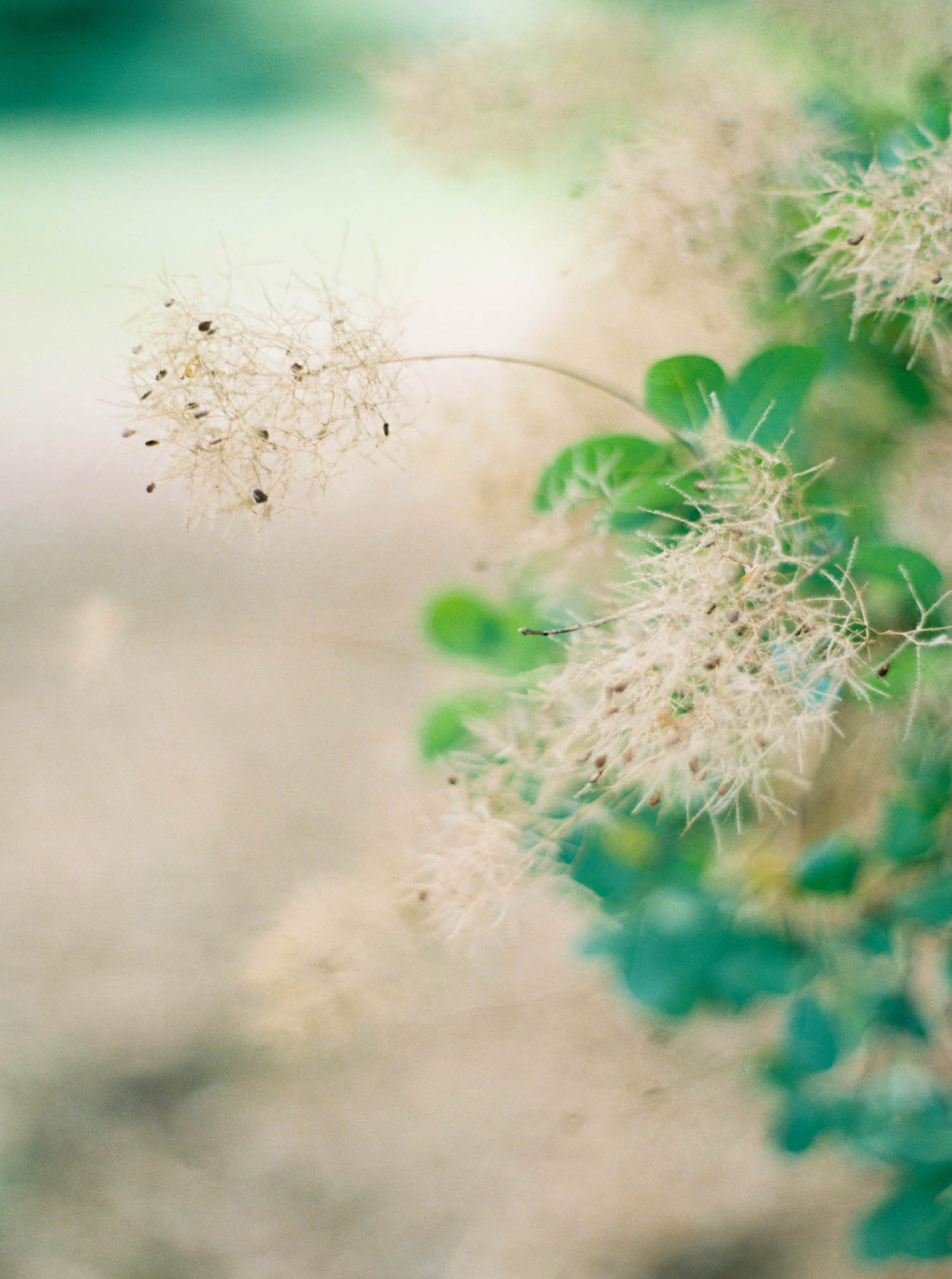 (C) Sarah Carpenter Photography