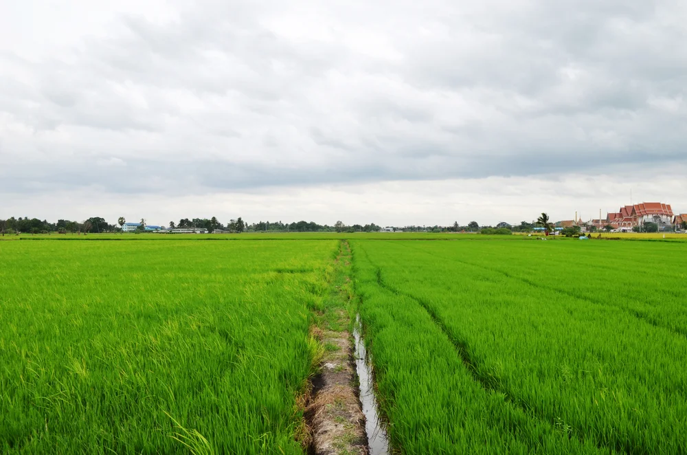 LEVEL LAND