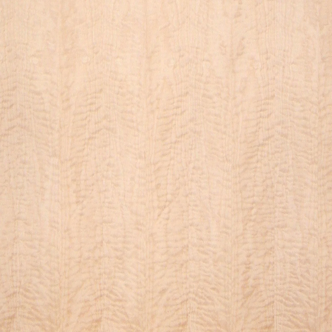 Maple Plywood + Veneer | Curly